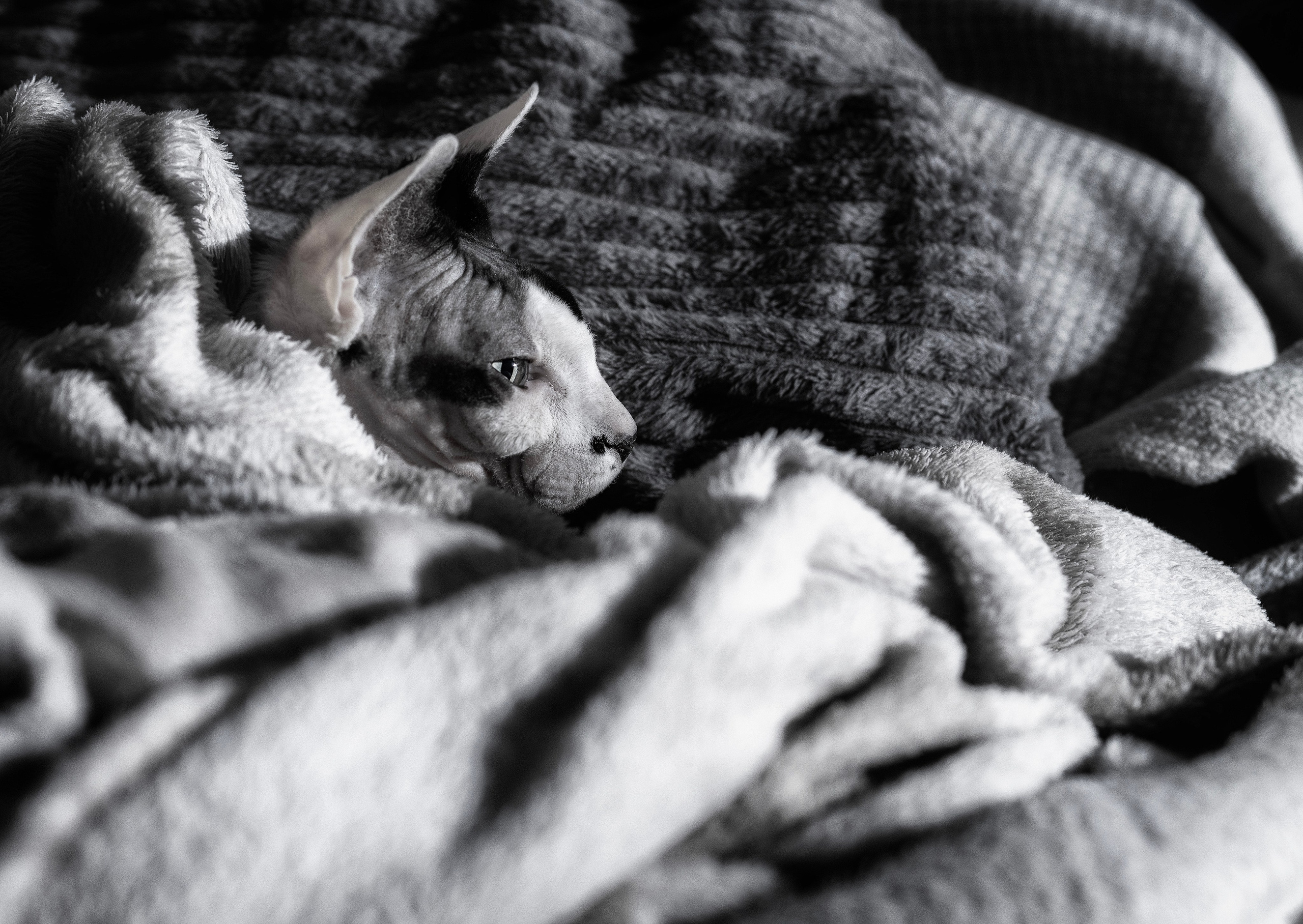 Katzen. LUKIN IGOR Photography