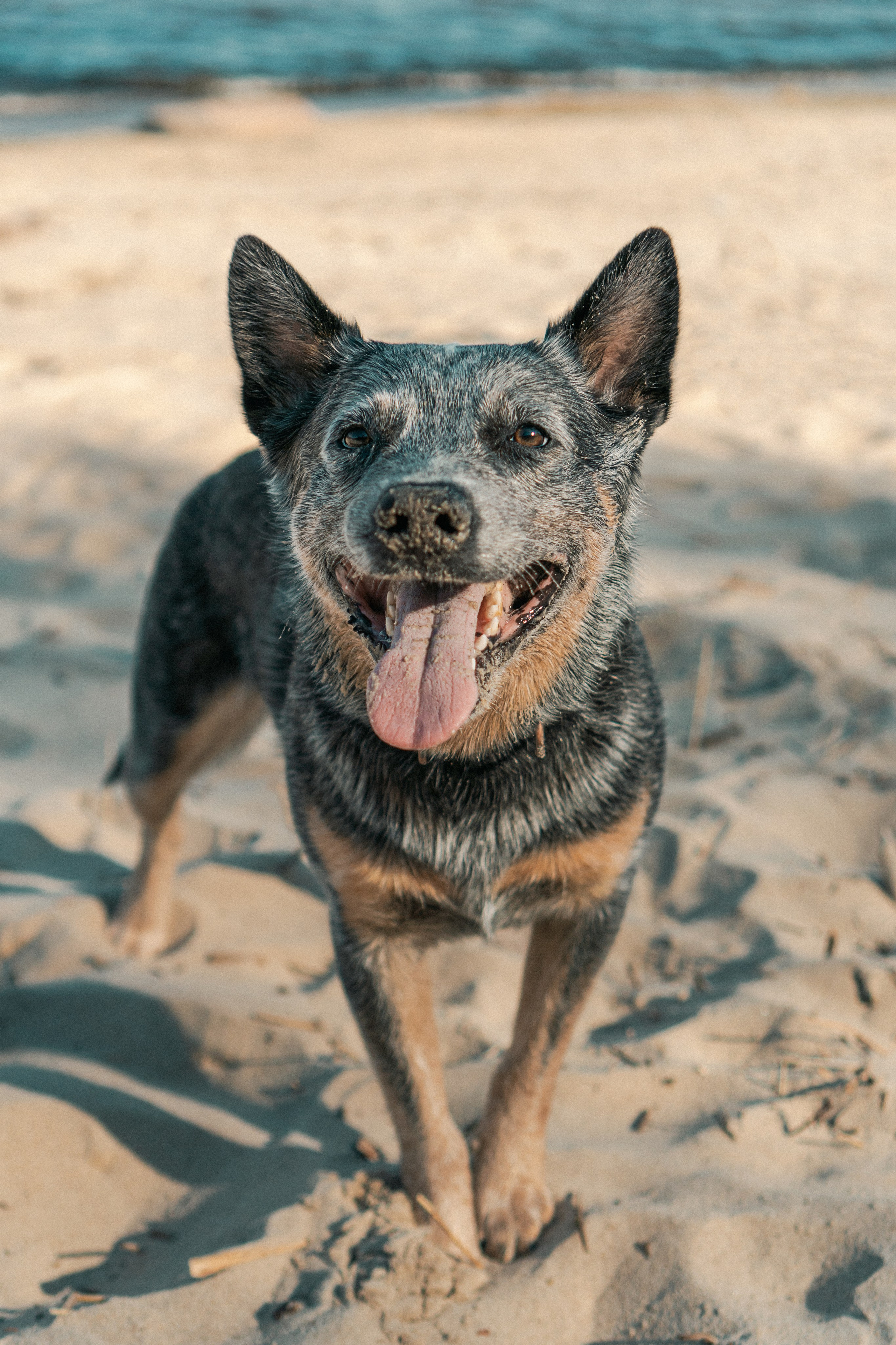 Oskar, Maria & Dmitrii. Kat Laisaar — Pet photographer in Tallinn