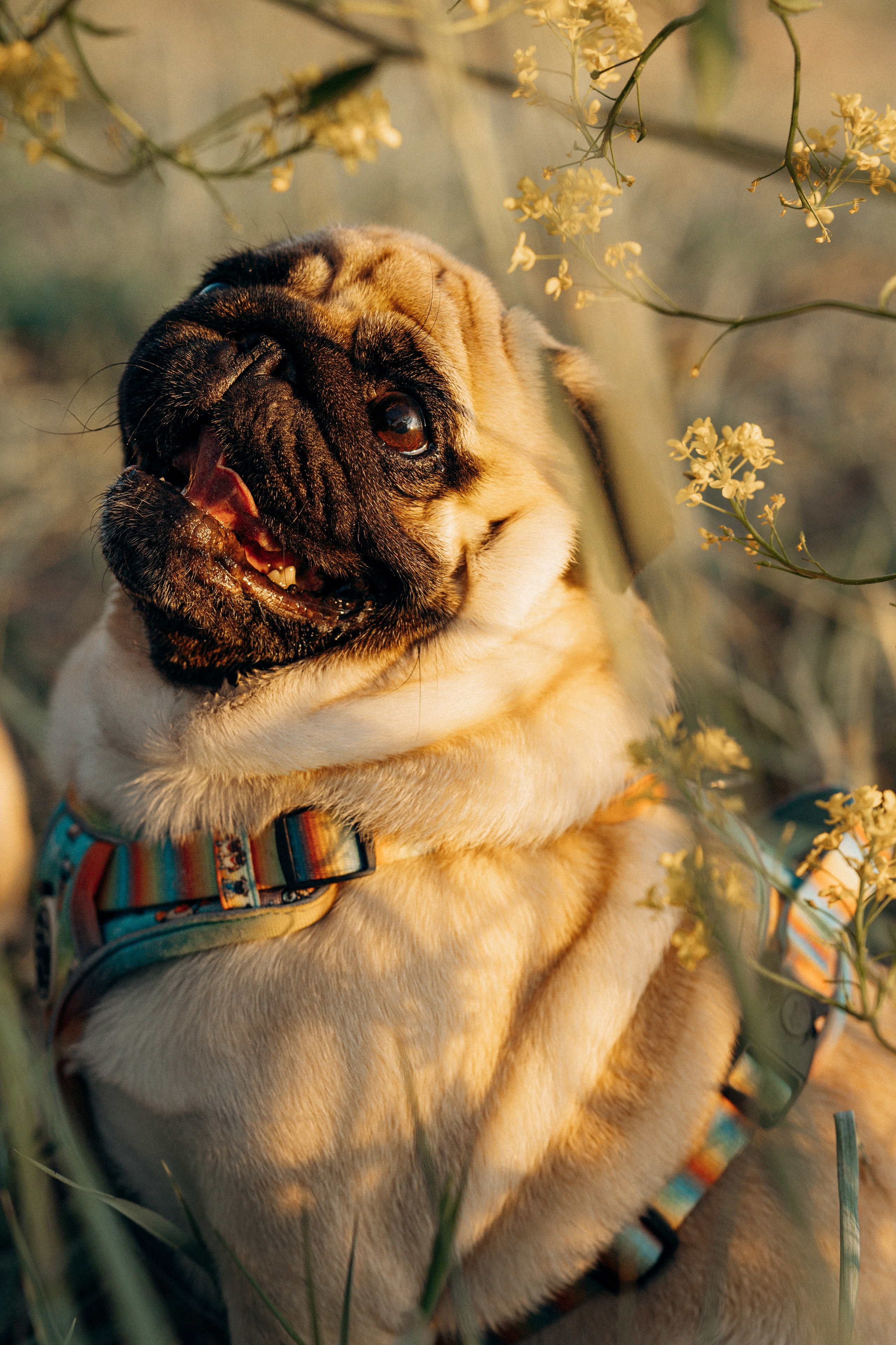 Frank, Tony, Katerina & Lev. Kat Laisaar — Pet photographer in Tallinn