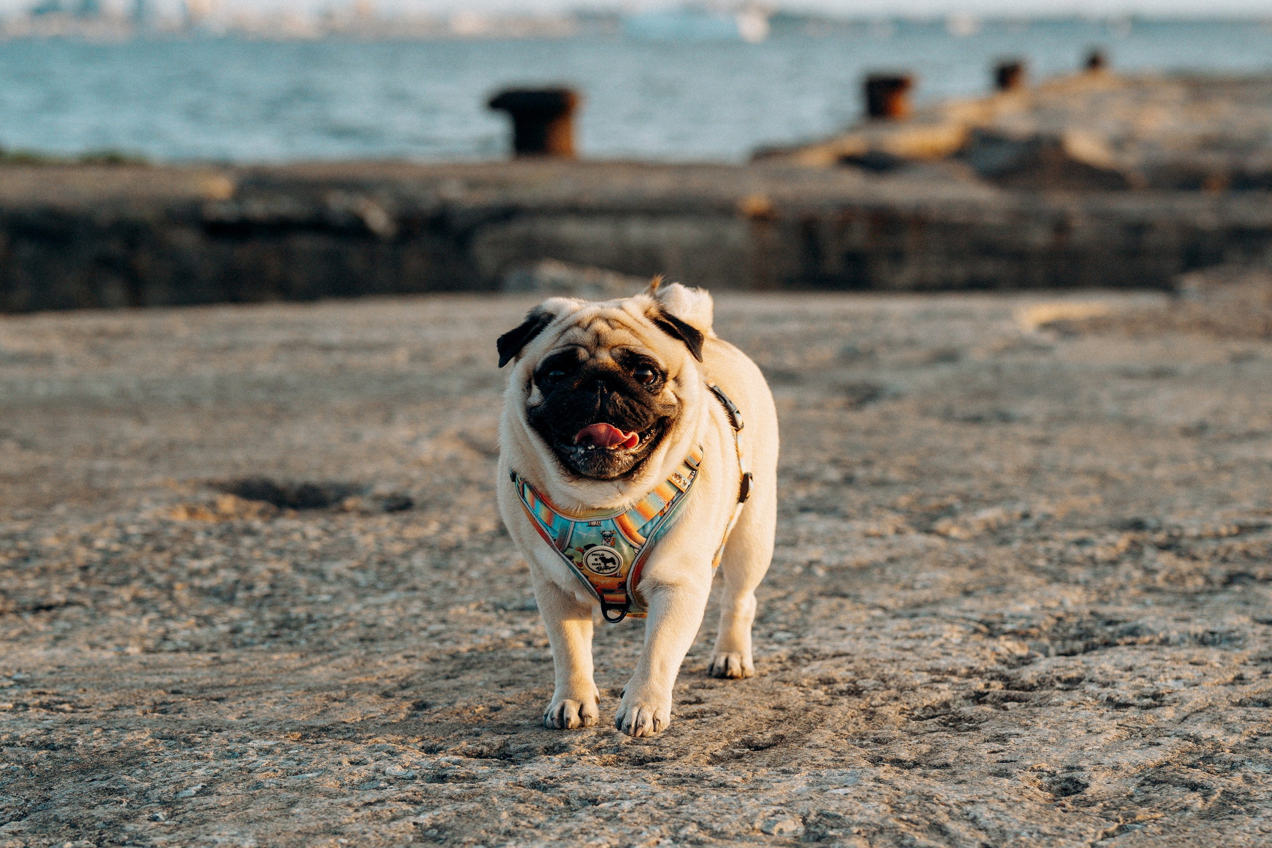 Frank, Tony, Katerina & Lev. Kat Laisaar — Pet photographer in Tallinn