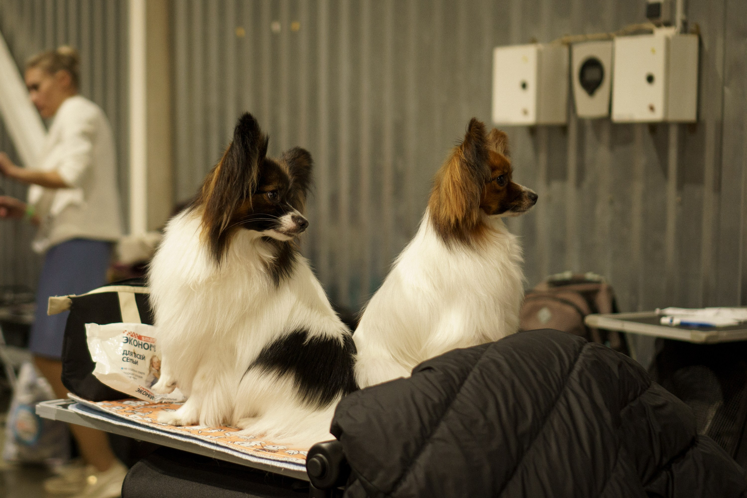 Tartu International Dog Show. Kat Laisaar — Pet photographer in Tallinn