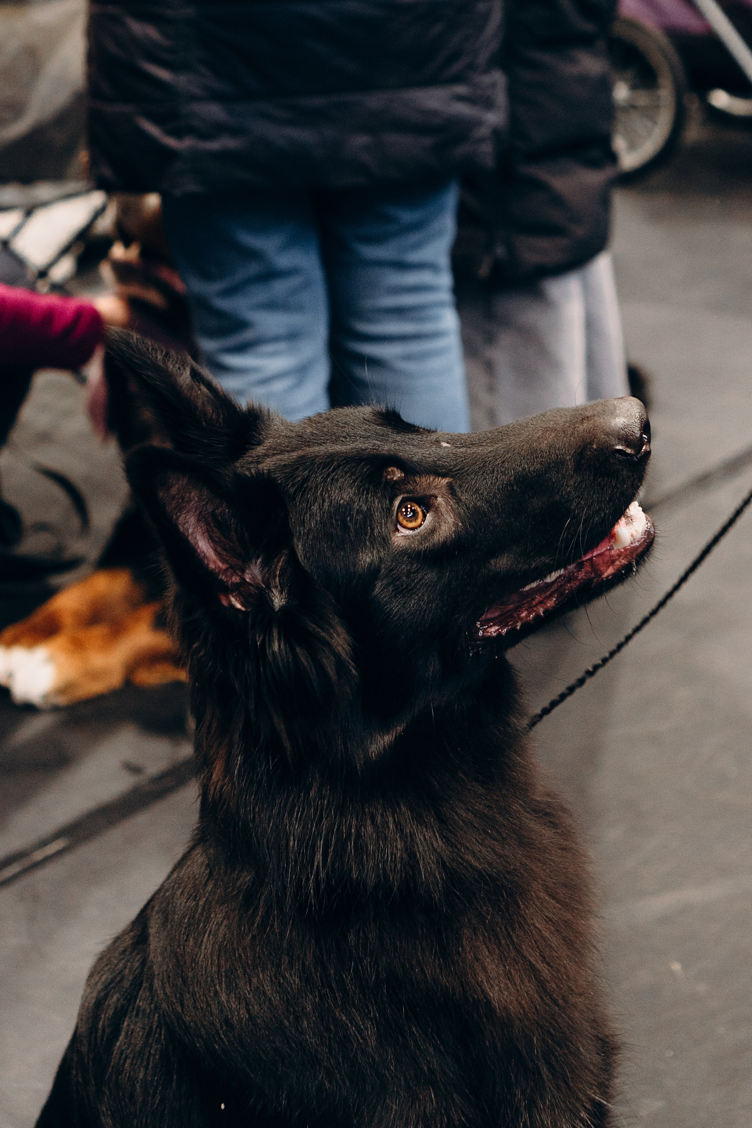 Pärnu dog weekend photo report. Kat Laisaar — Pet photographer in Tallinn