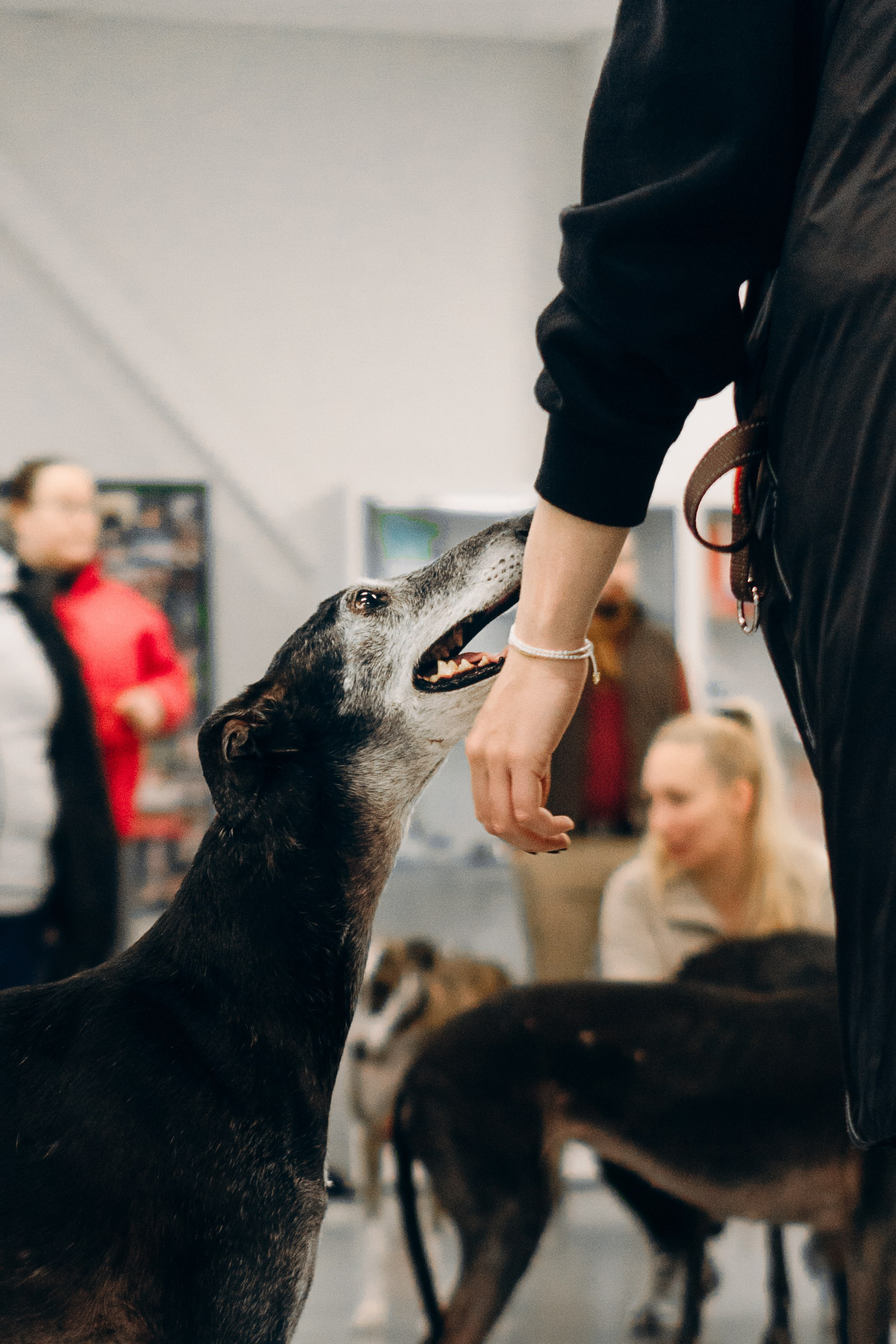 GalgoTreff / PetCity Rannamõisa, 13 apr. 2025. Kat Laisaar — Pet photographer in Tallinn