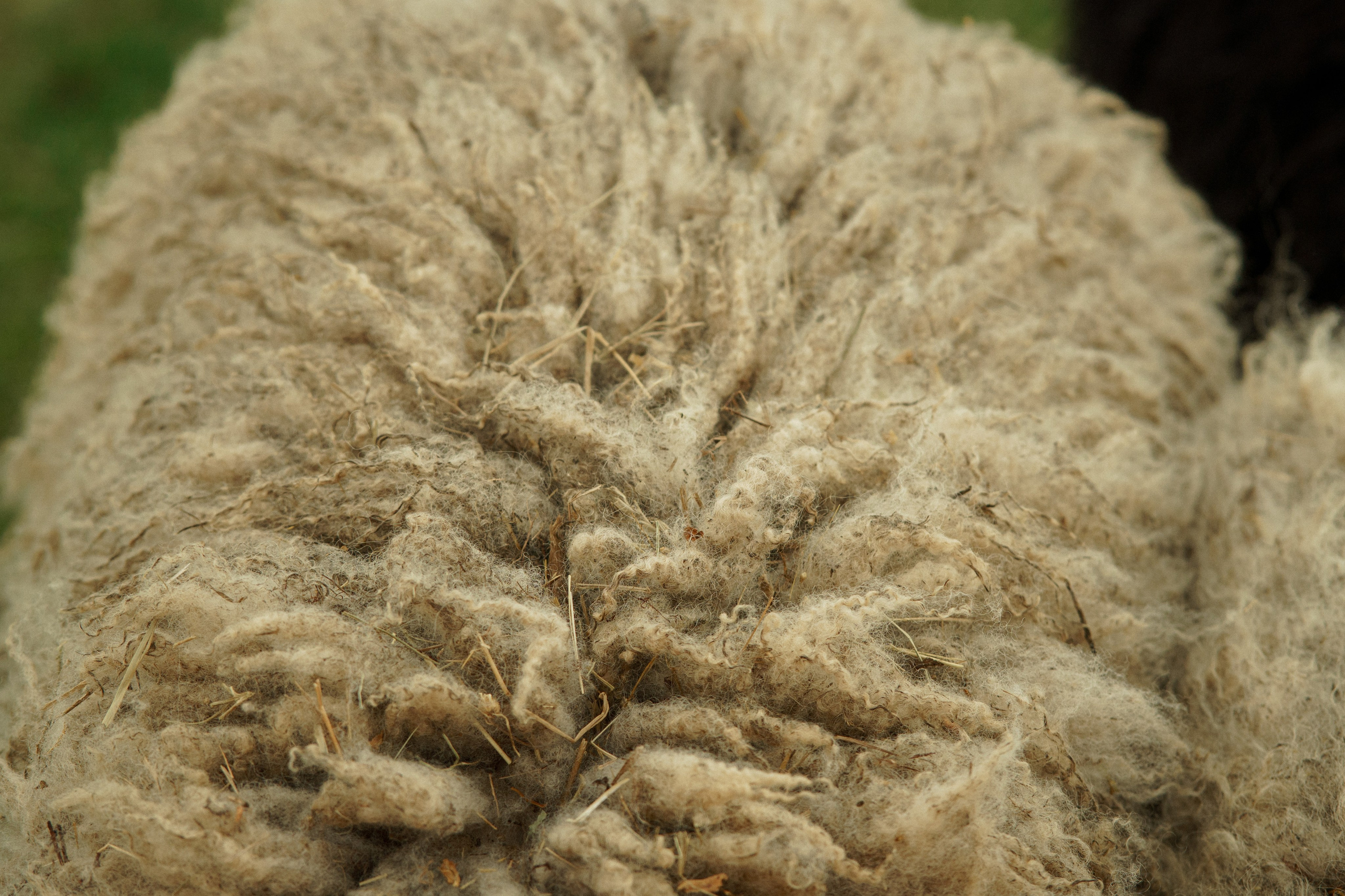 Herding Days, 26 apr. 2025. Kat Laisaar — Pet photographer in Tallinn