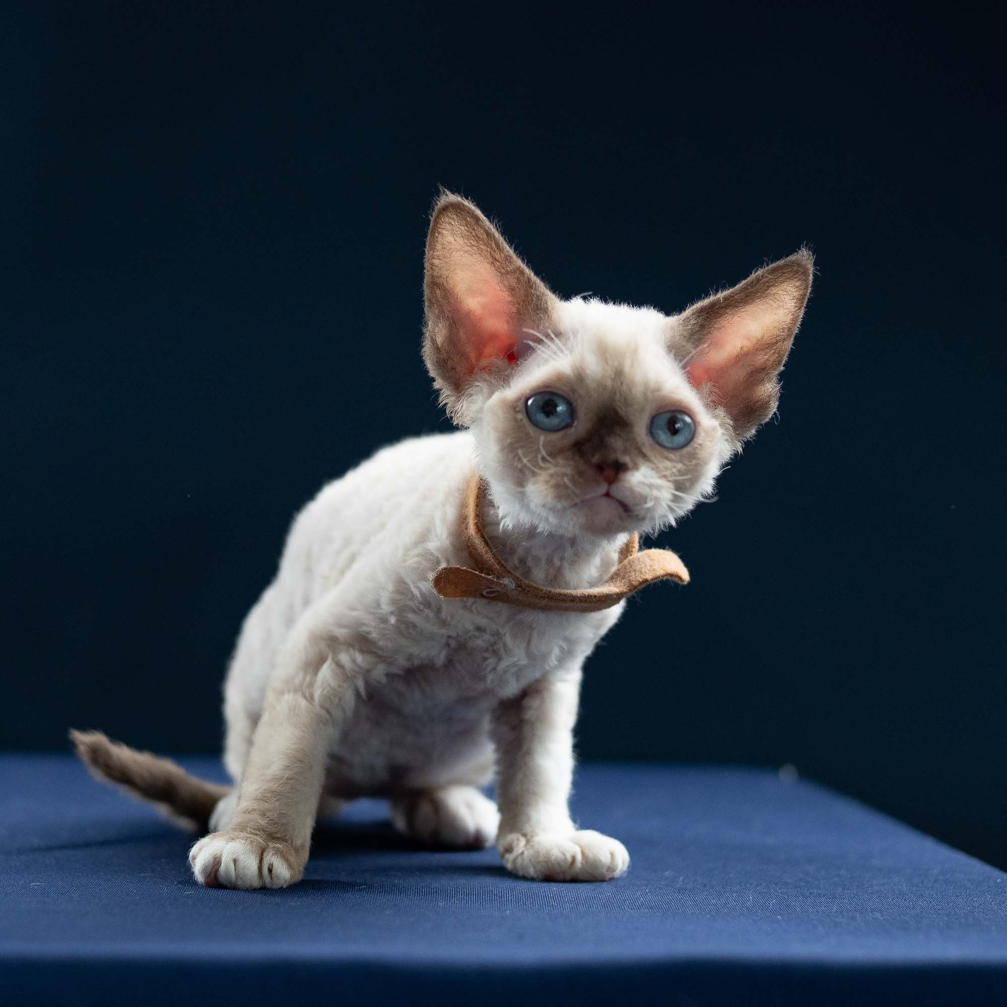 Indy, boy, born 06.01.2025. Devon Rex Pixie Cattery
