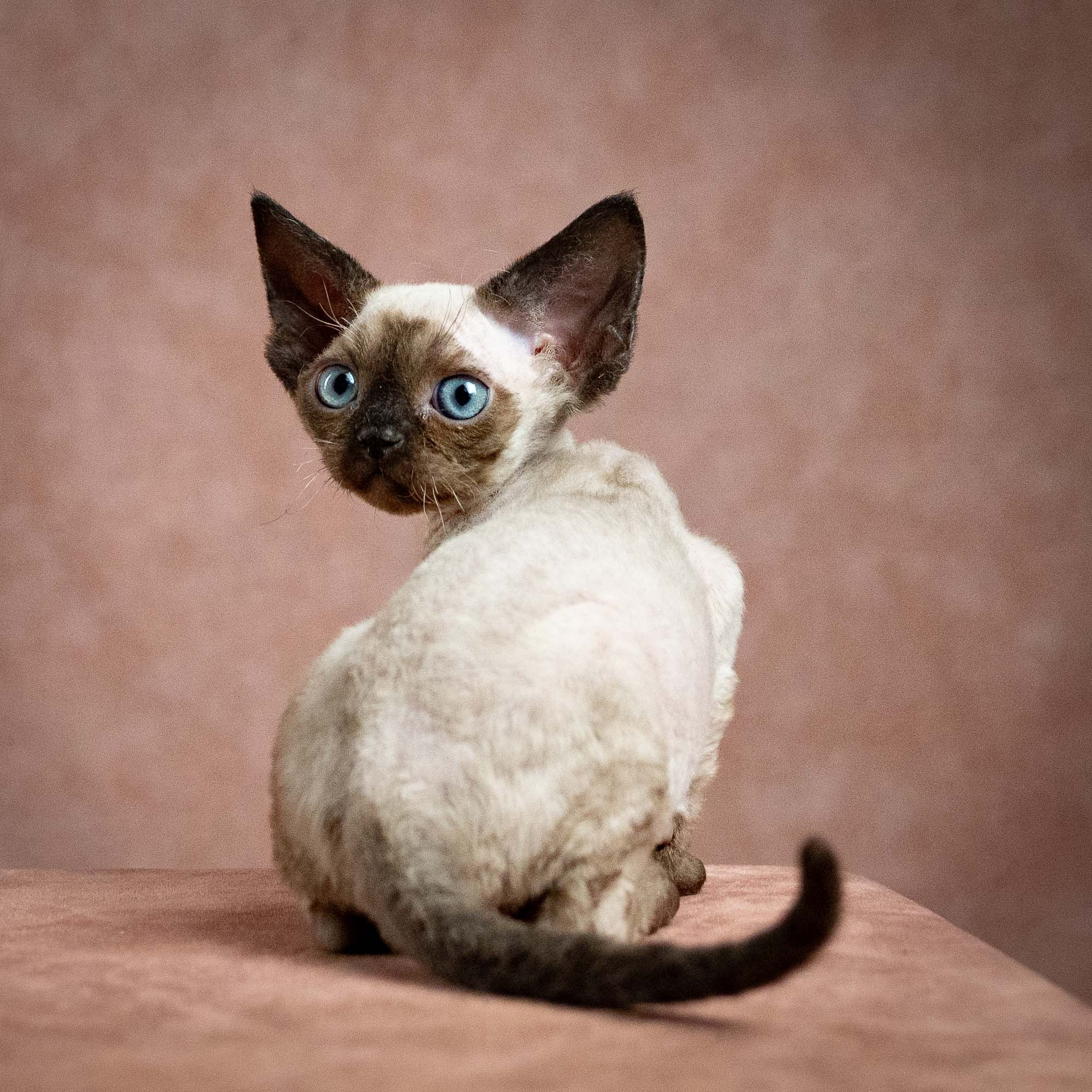 Leo, boy, born 12.20.2025. Devon Rex Pixie Cattery