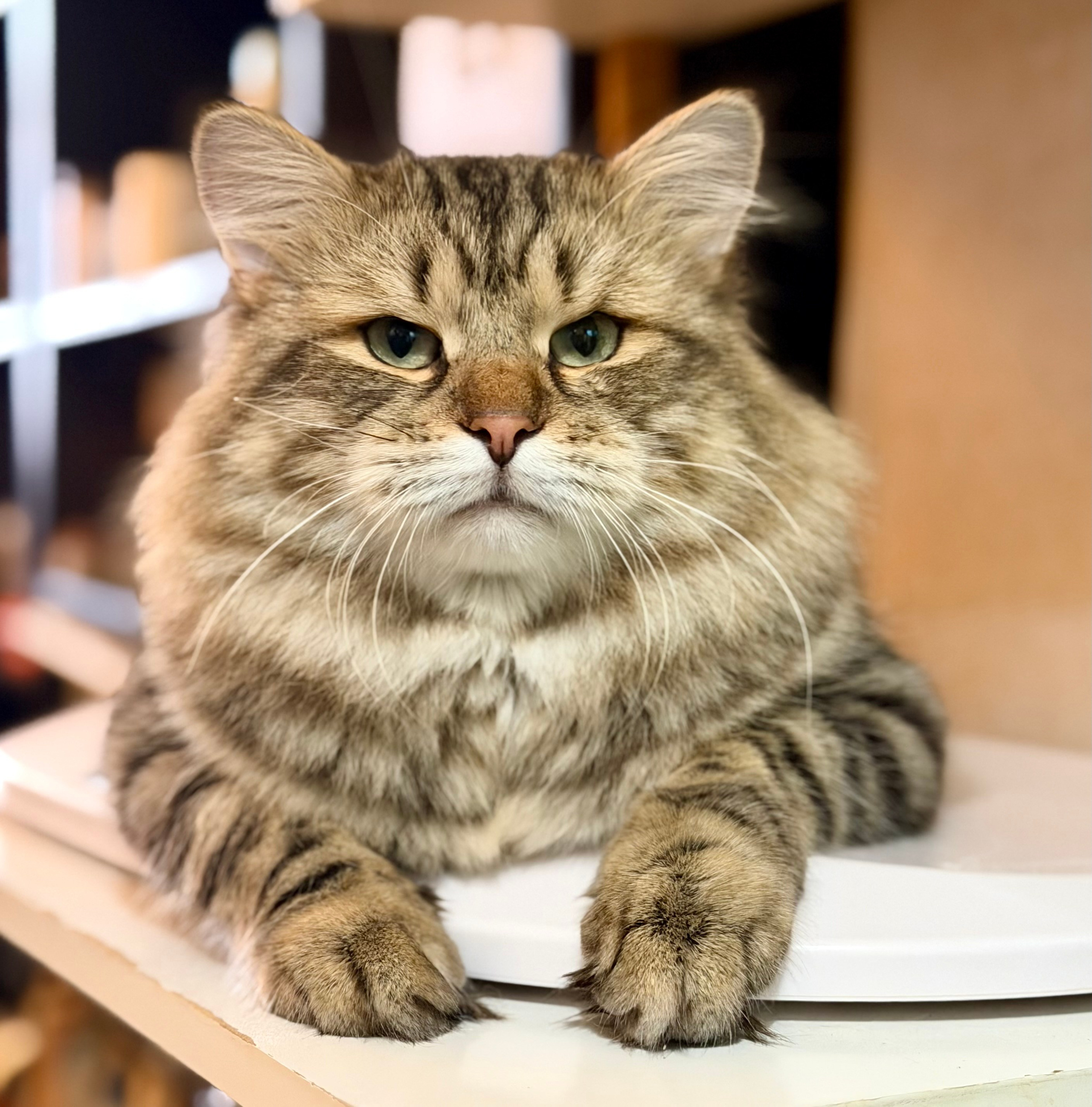 LEMON GREEN SIBERIANS CHUDO