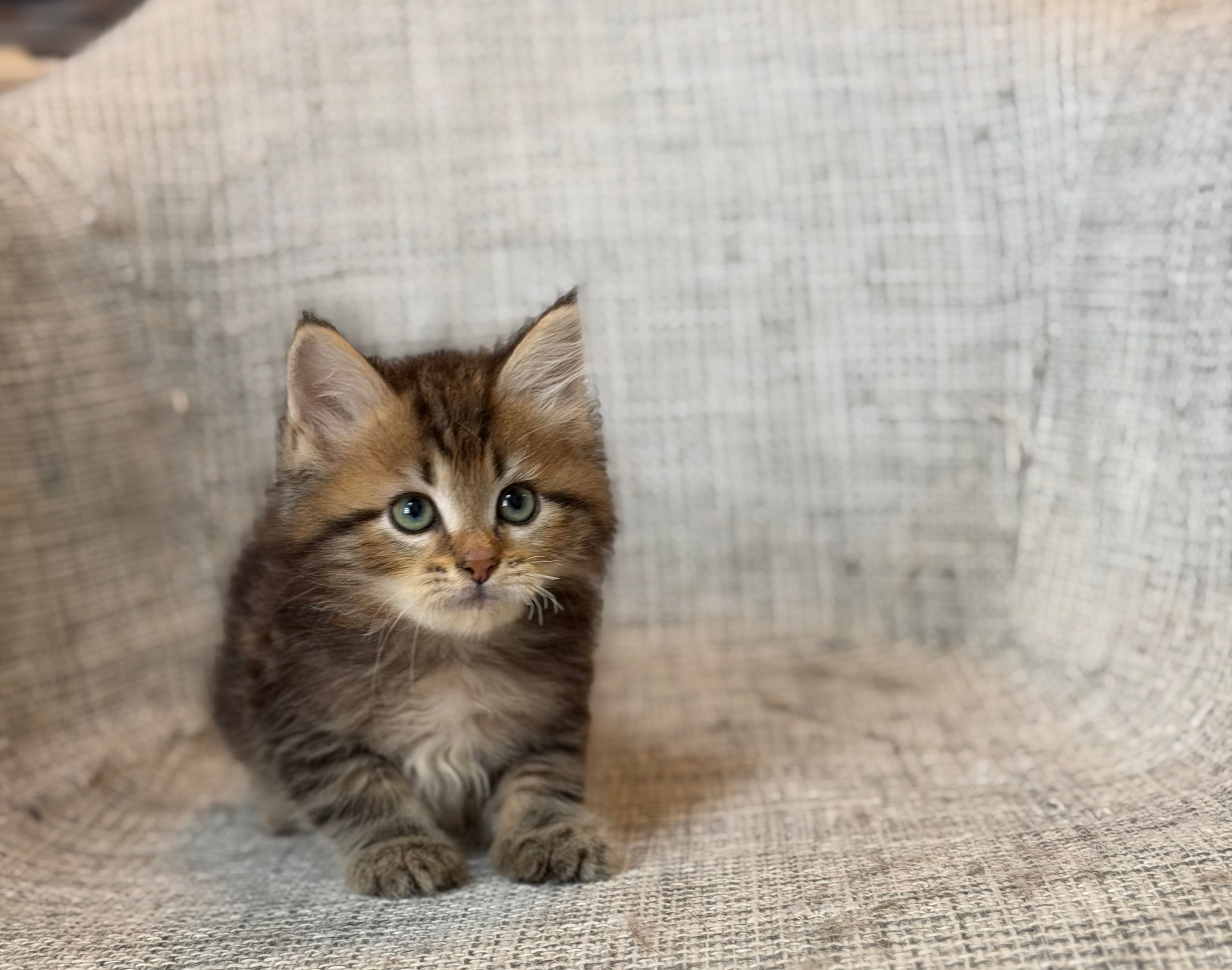 Flora Brown Tabby Female