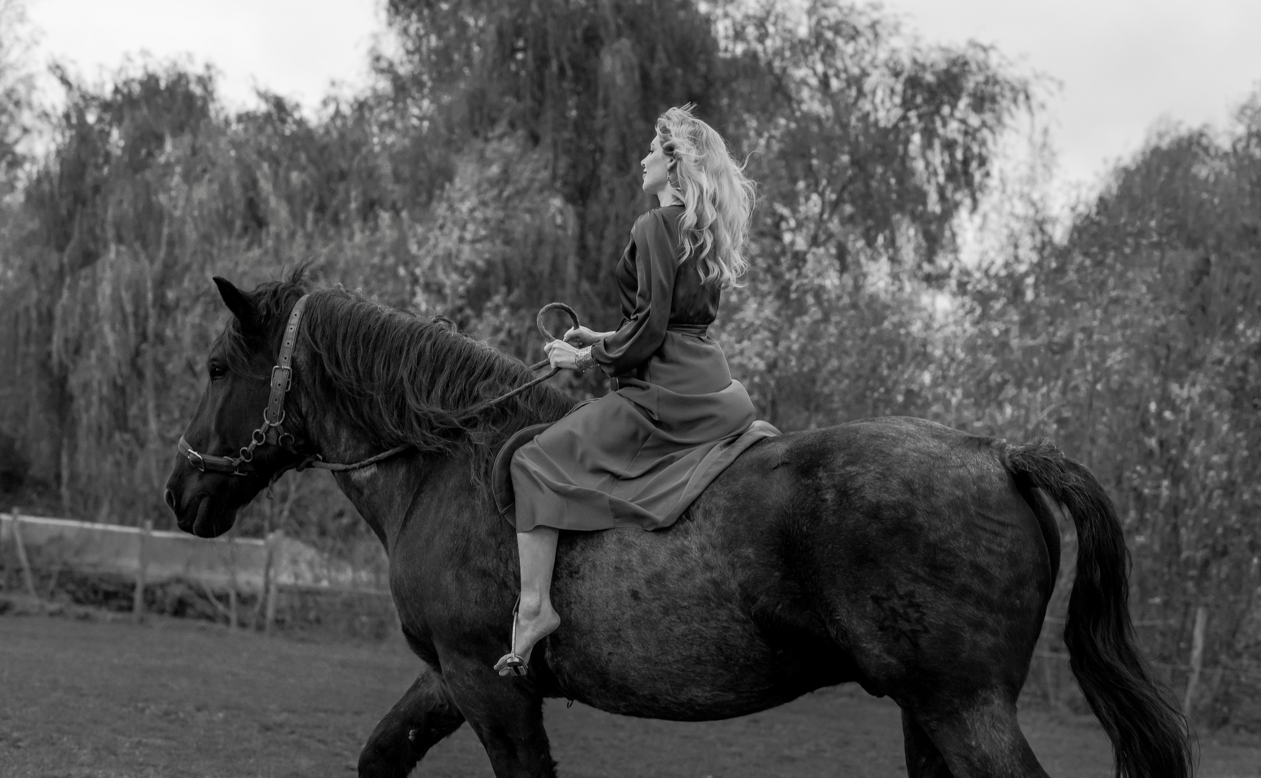 Photoshoot with Horses. Professional Photograher, Antwerpen/Belgium