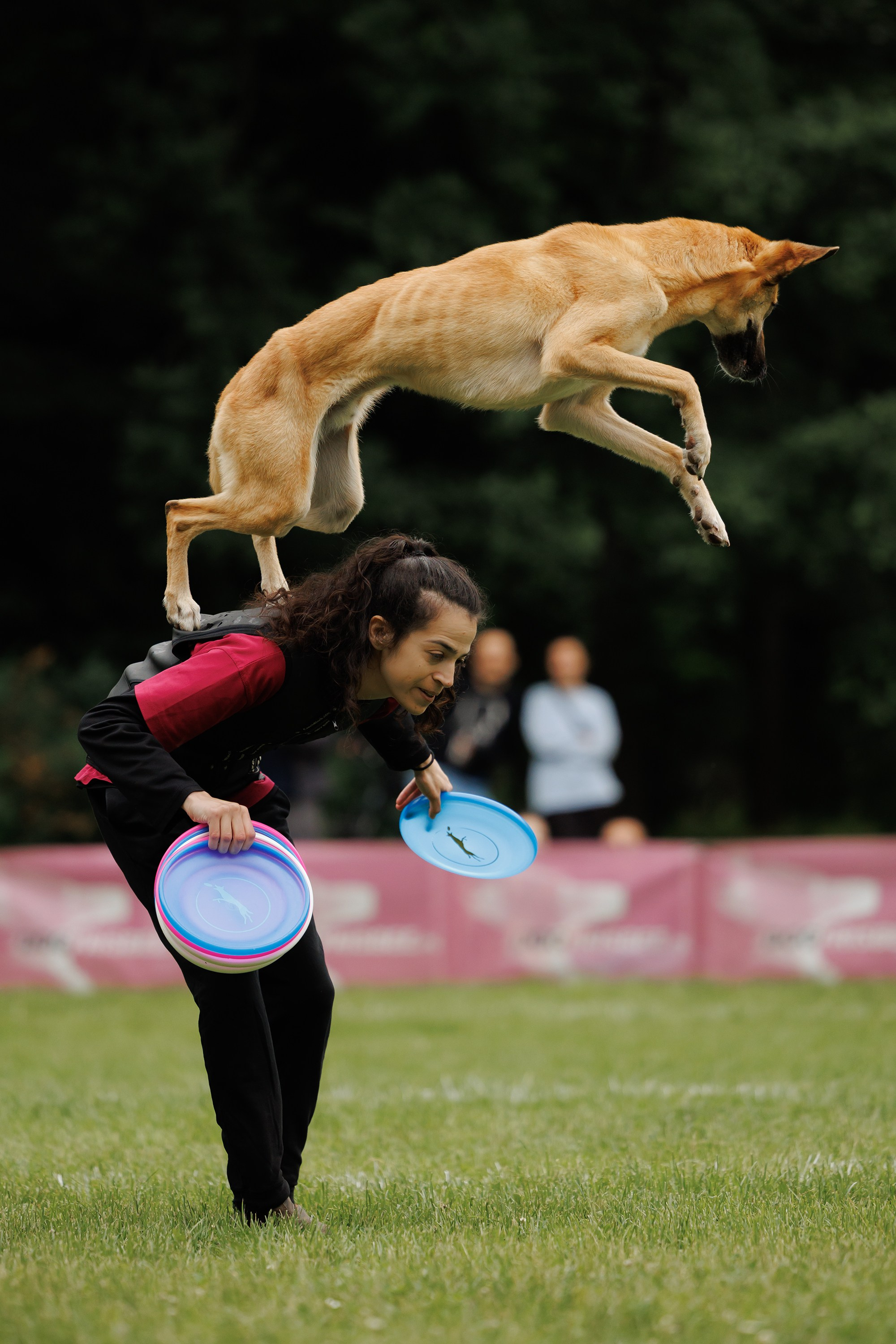 Latające psy, Wrocław'25. Kaja | fotograf psów we Wrocławiu