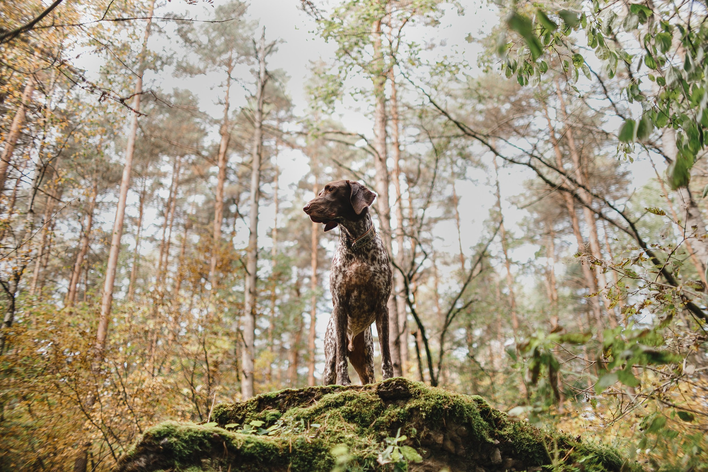 «Kasmach» dogs ammunition. Kaja | fotograf we Wrocławiu | ludzie i psy