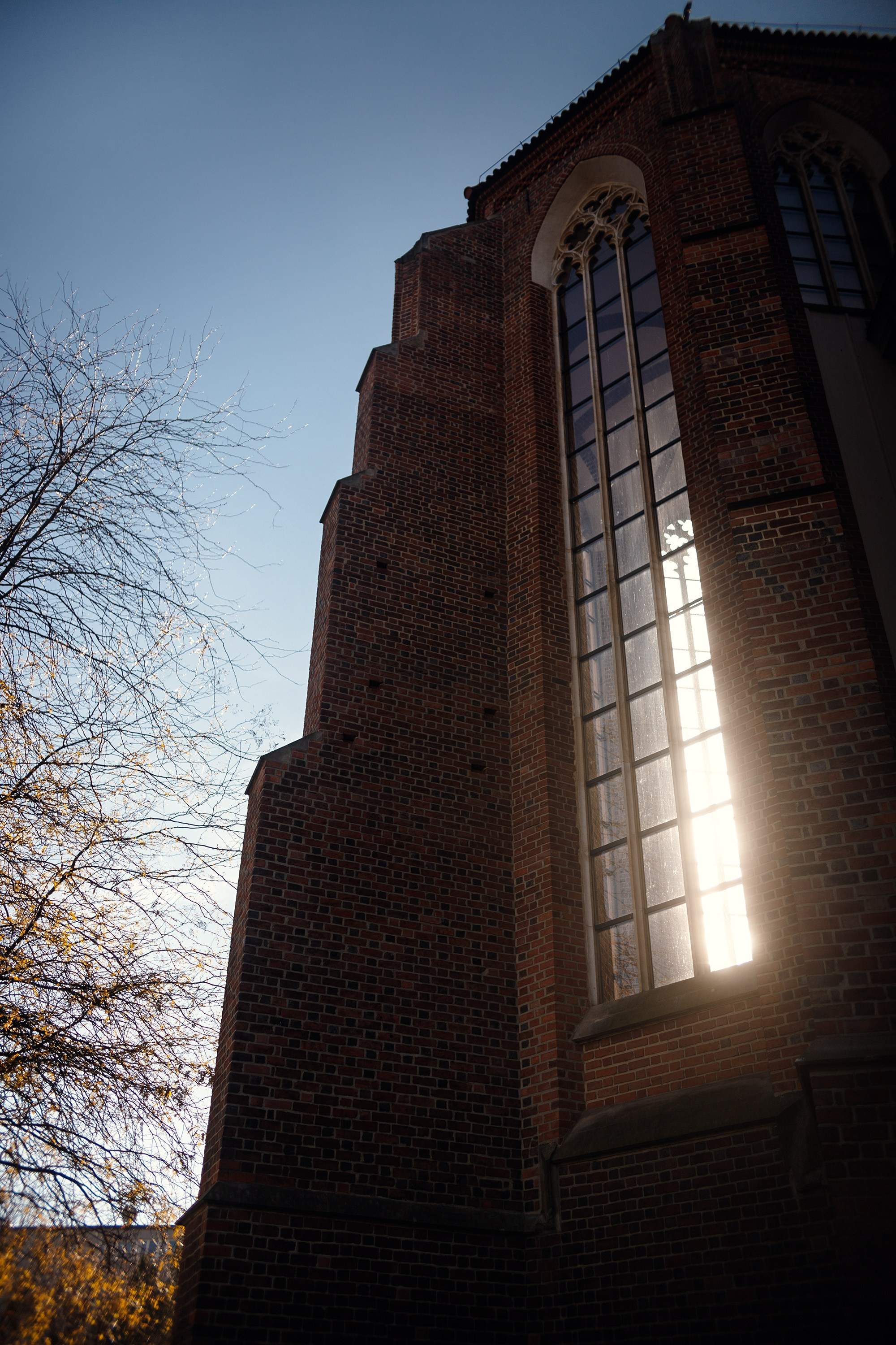 Wroclaw | the best ones. Kaja | fotograf psów we Wrocławiu