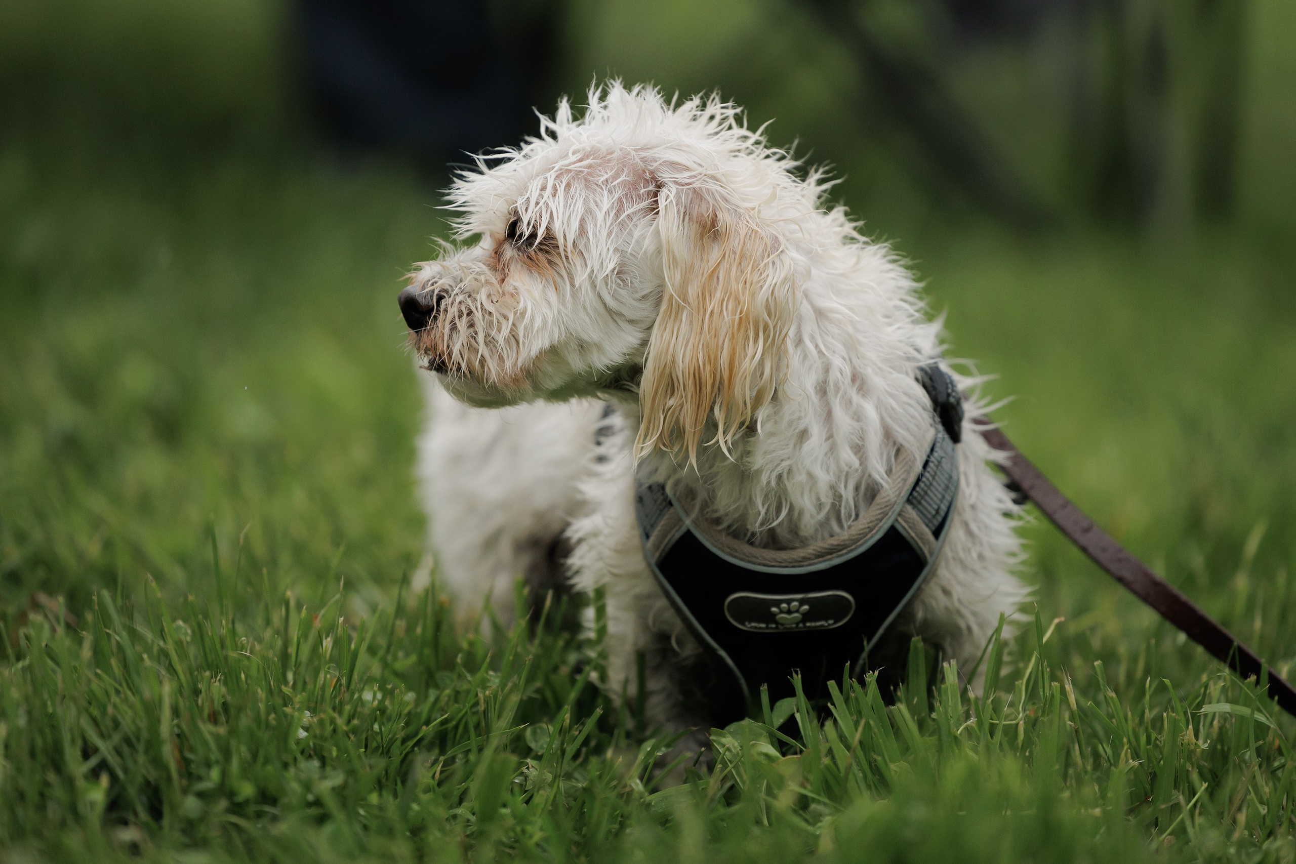 Latające psy, Wrocław'25. Kaja | fotograf psów we Wrocławiu