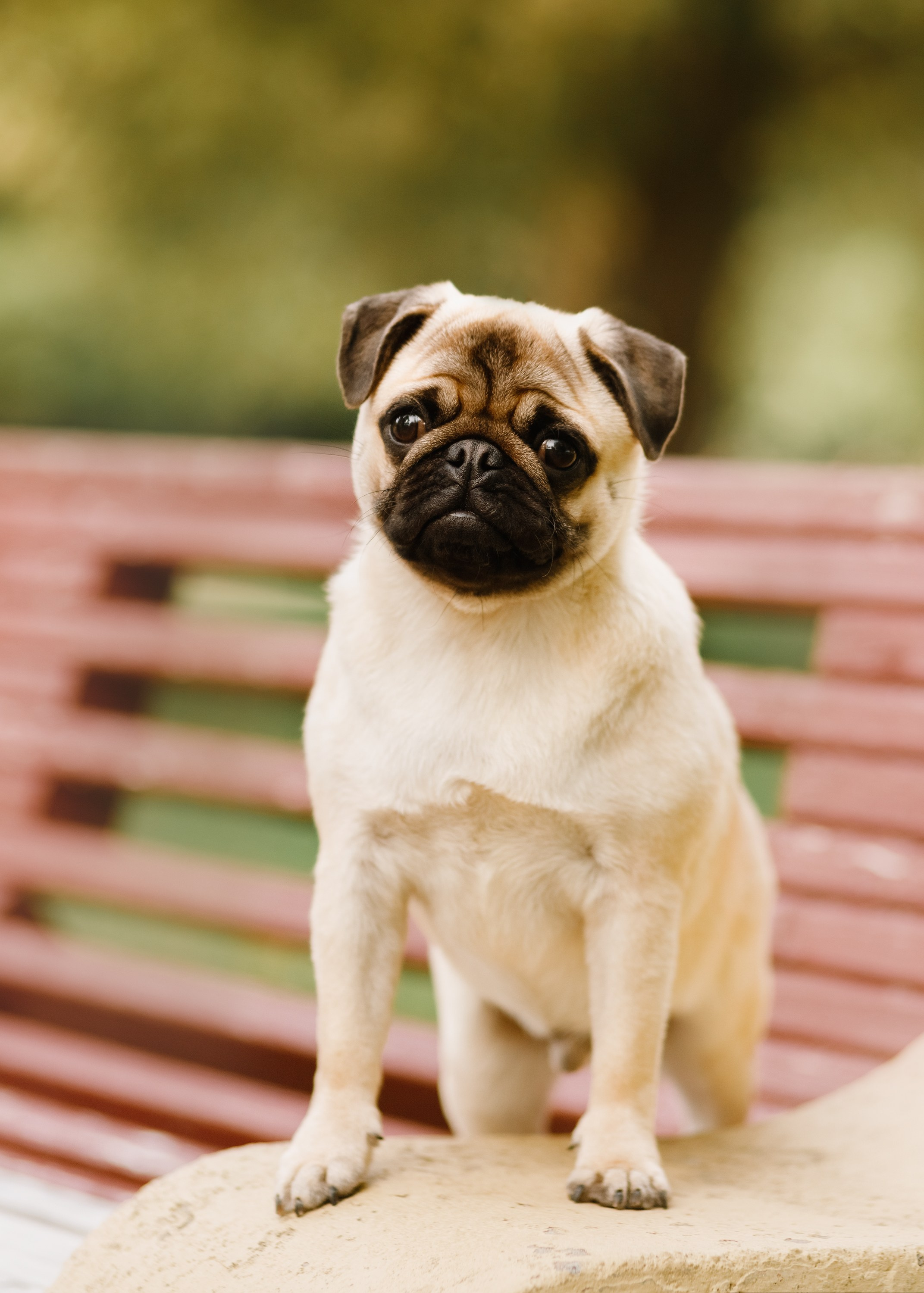 Summer photo day for dog handler. Kaja | fotograf we Wrocławiu | ludzie i psy