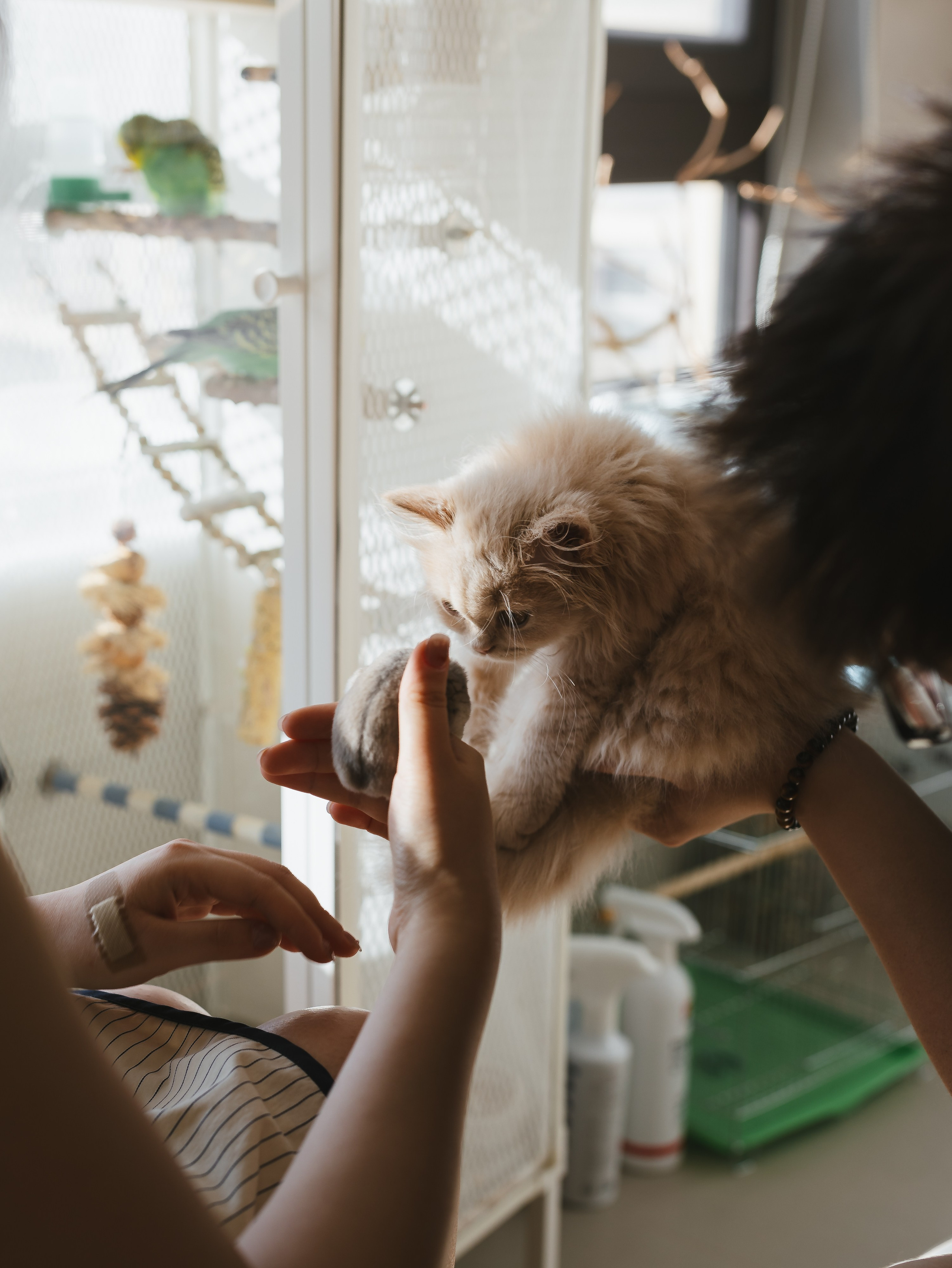 Photos of pets. Shanghai Family Photographer Dora