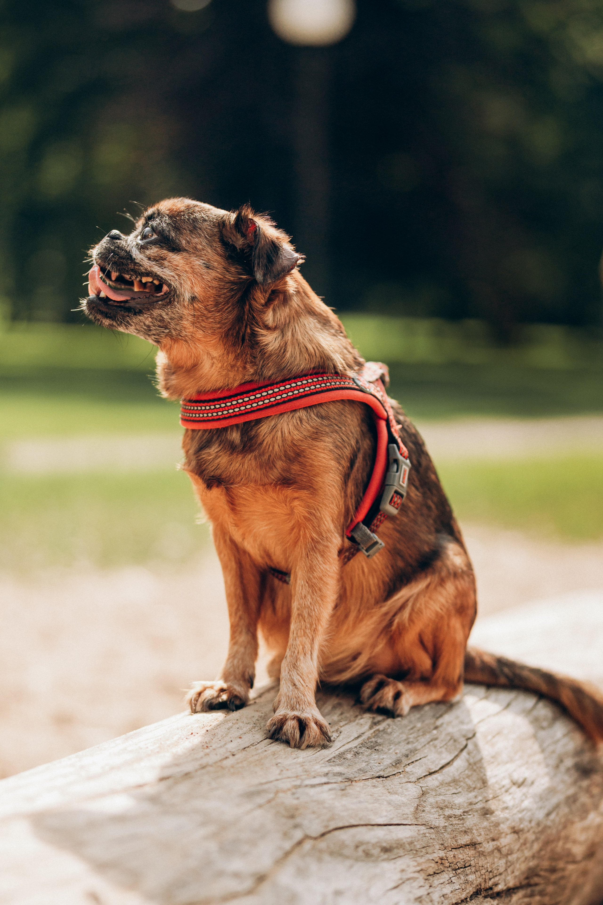 Natalia, Janik, Nusha & Betty. Фотограф-анималист в Таллинне, Катя Лайсаар