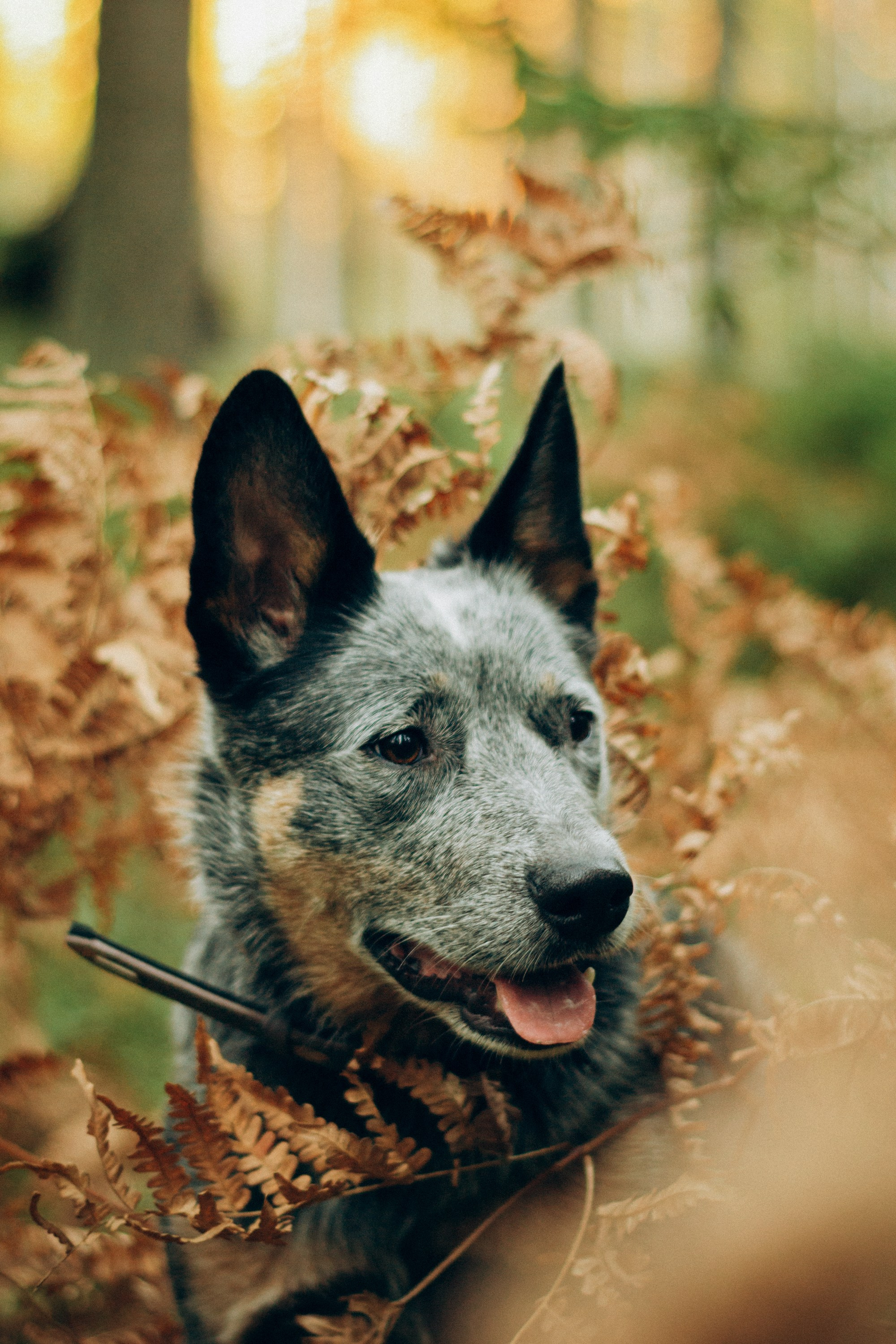 Polina and her Dakota, Blue Heeler. Kat Laisaar — Pet photographer in Tallinn