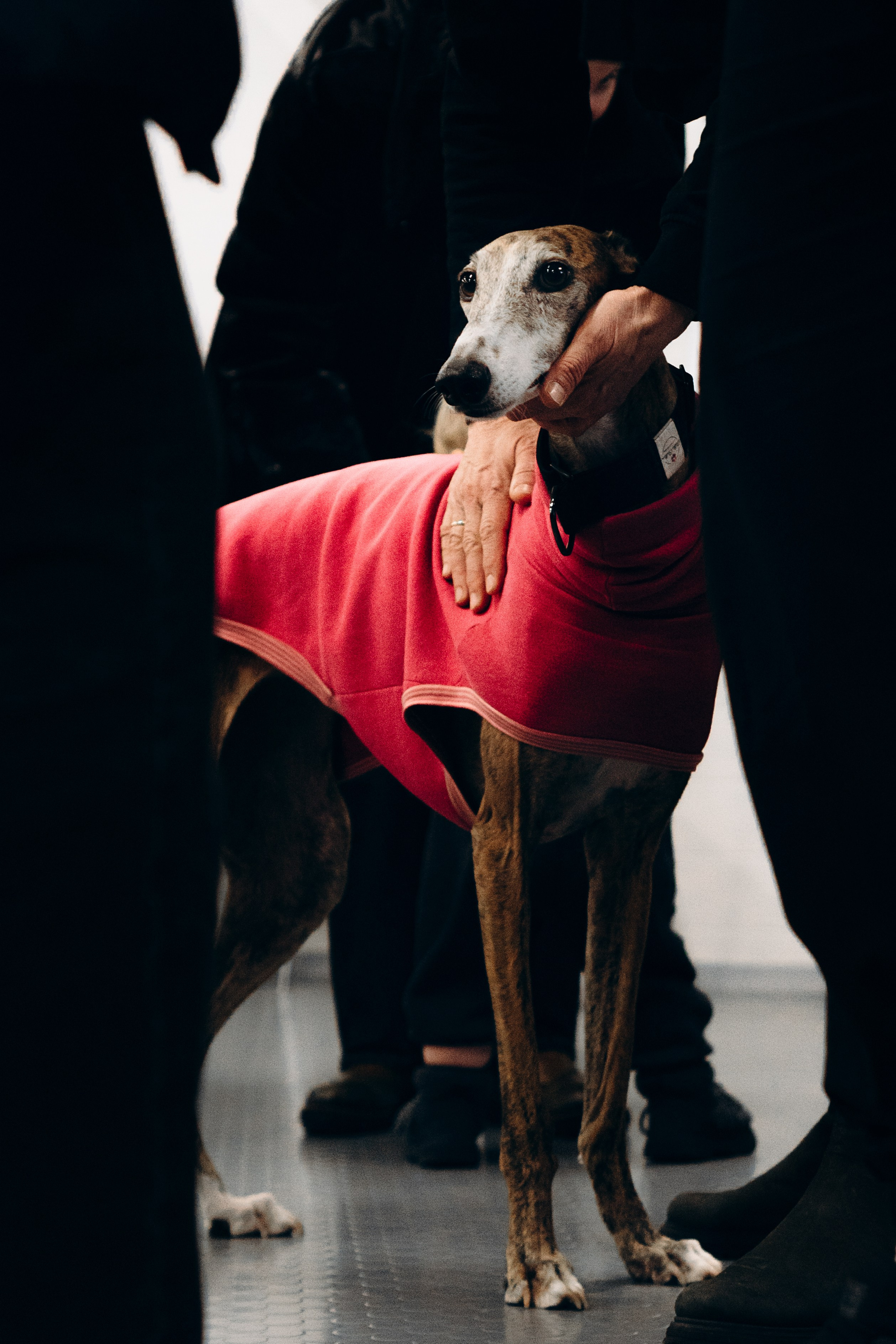 Galgotreff, 9 feb. 2025. Kat Laisaar — Pet photographer in Tallinn