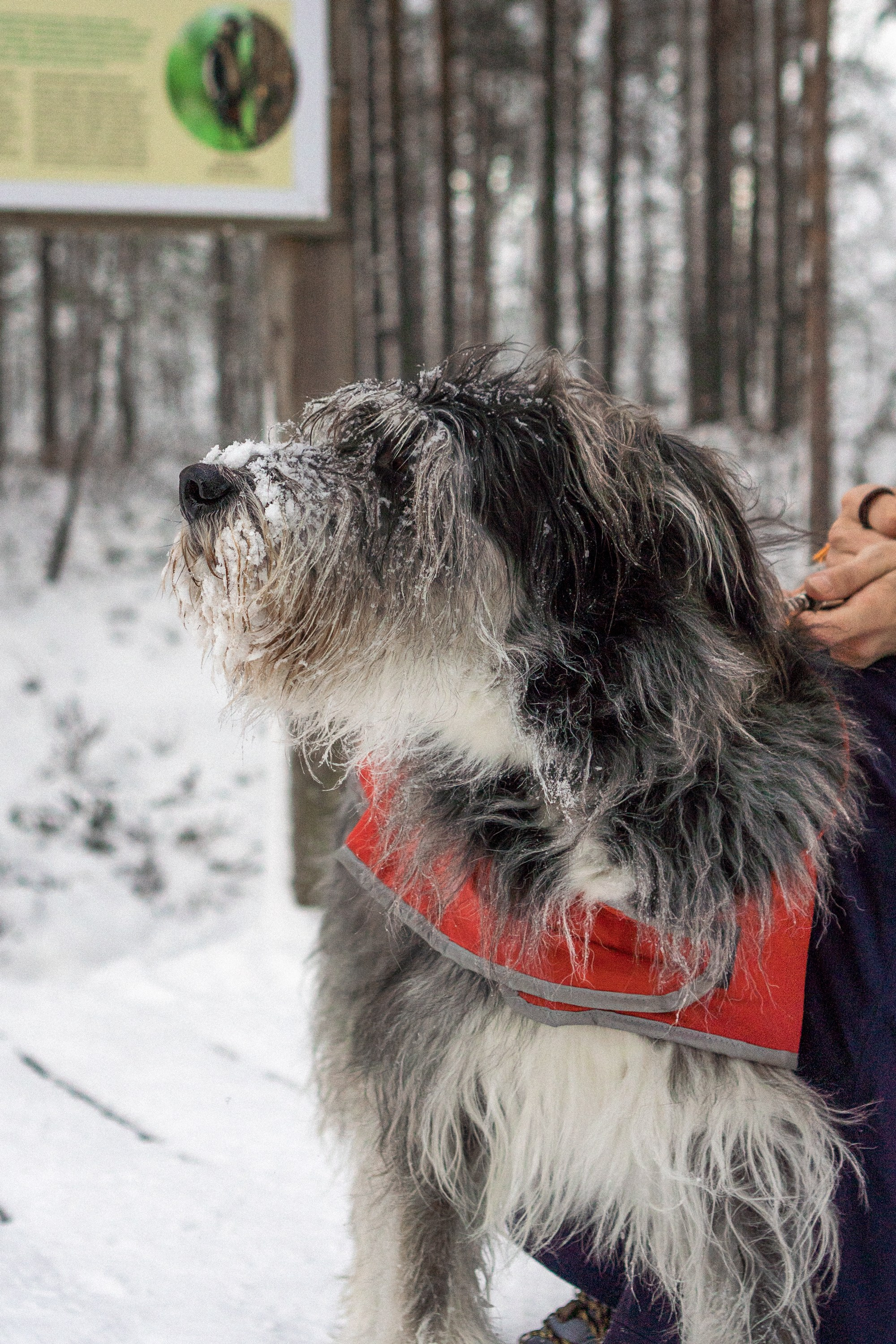 Dog Street Photography in Estonia. Kat Laisaar — Pet photographer in Tallinn