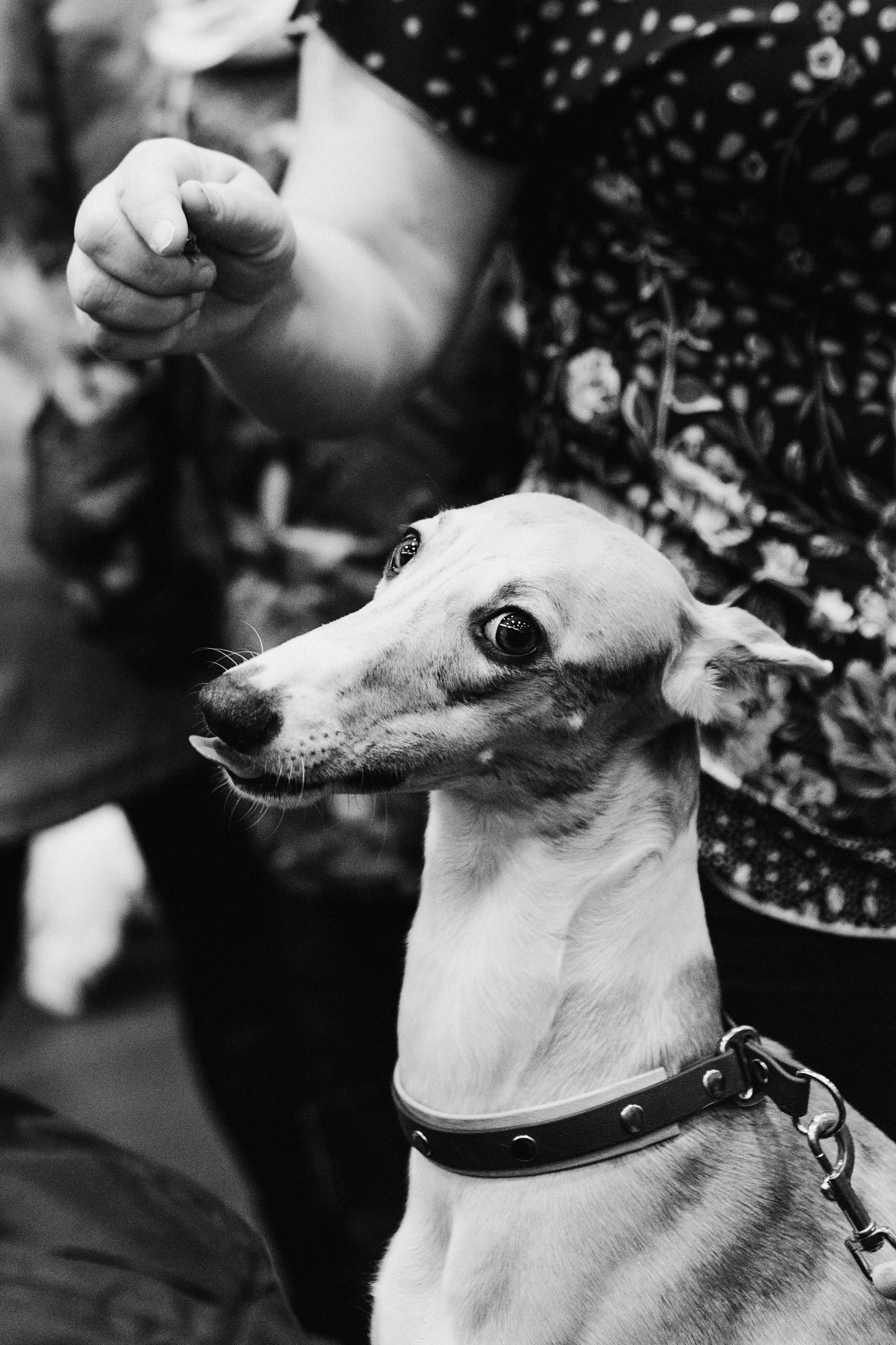 Pärnu dog weekend photo report. Kat Laisaar — Pet photographer in Tallinn