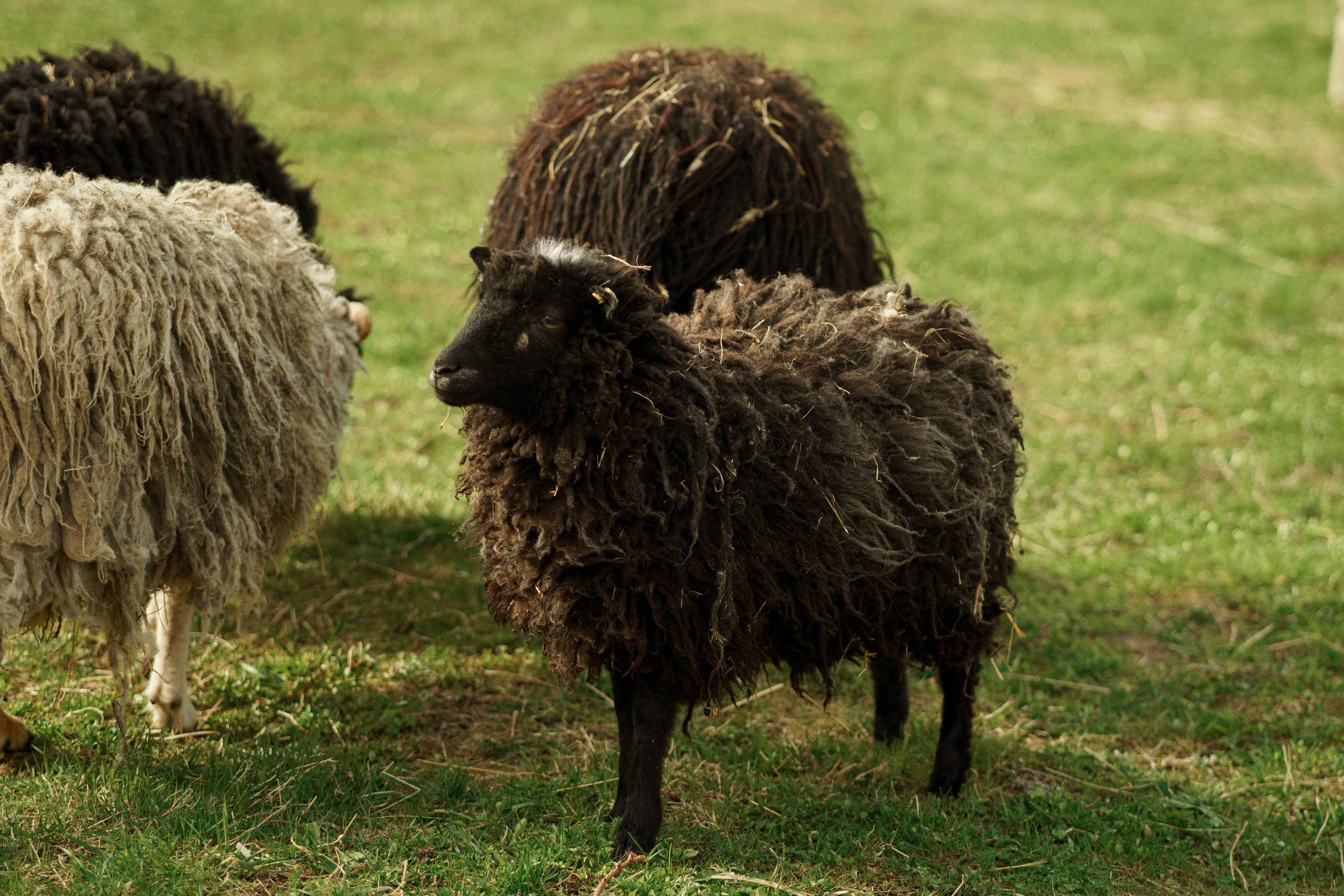 Herding Days, 26 apr. 2025. Kat Laisaar — Pet photographer in Tallinn