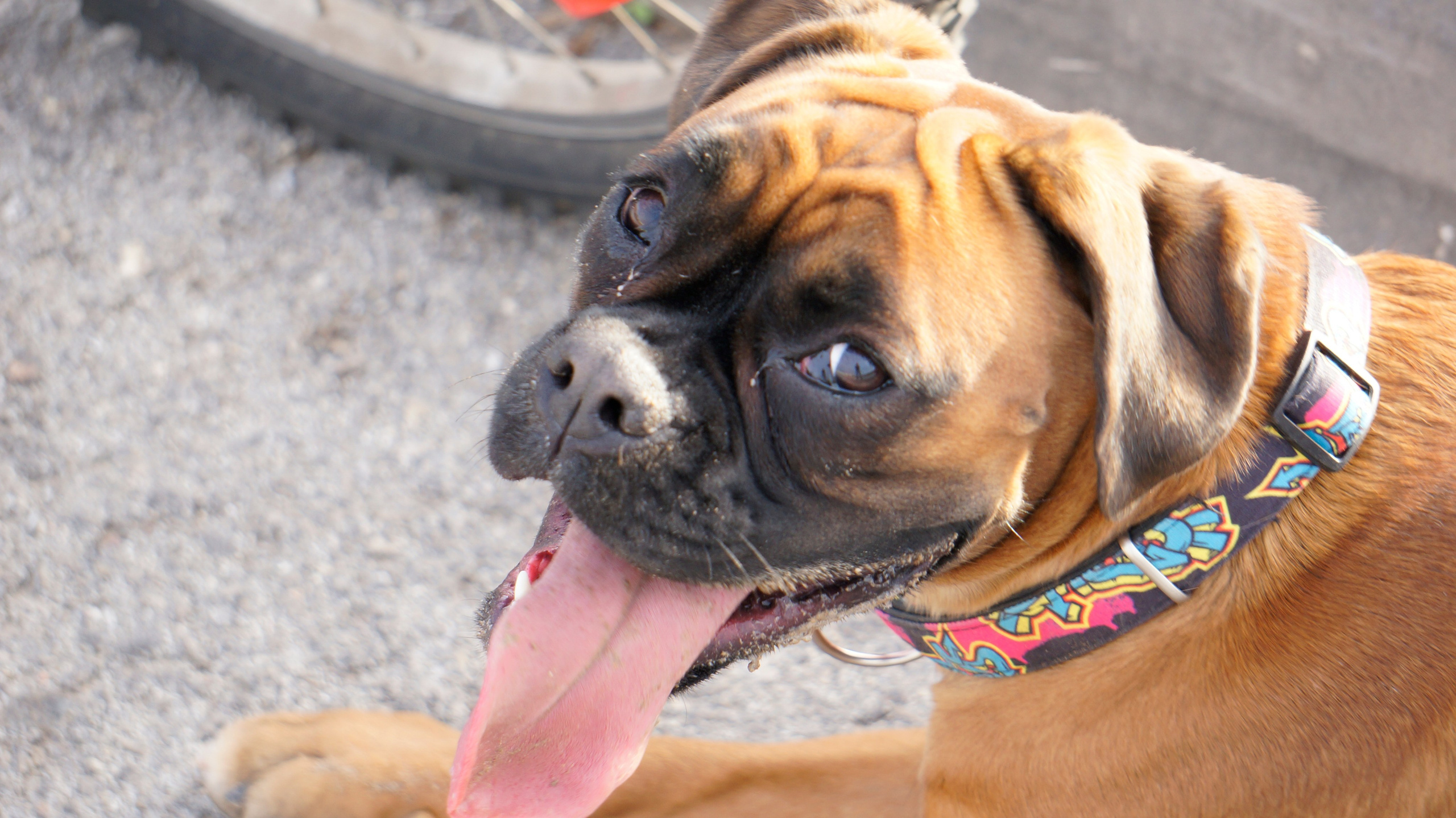 My ״Star״ Boxer Dog