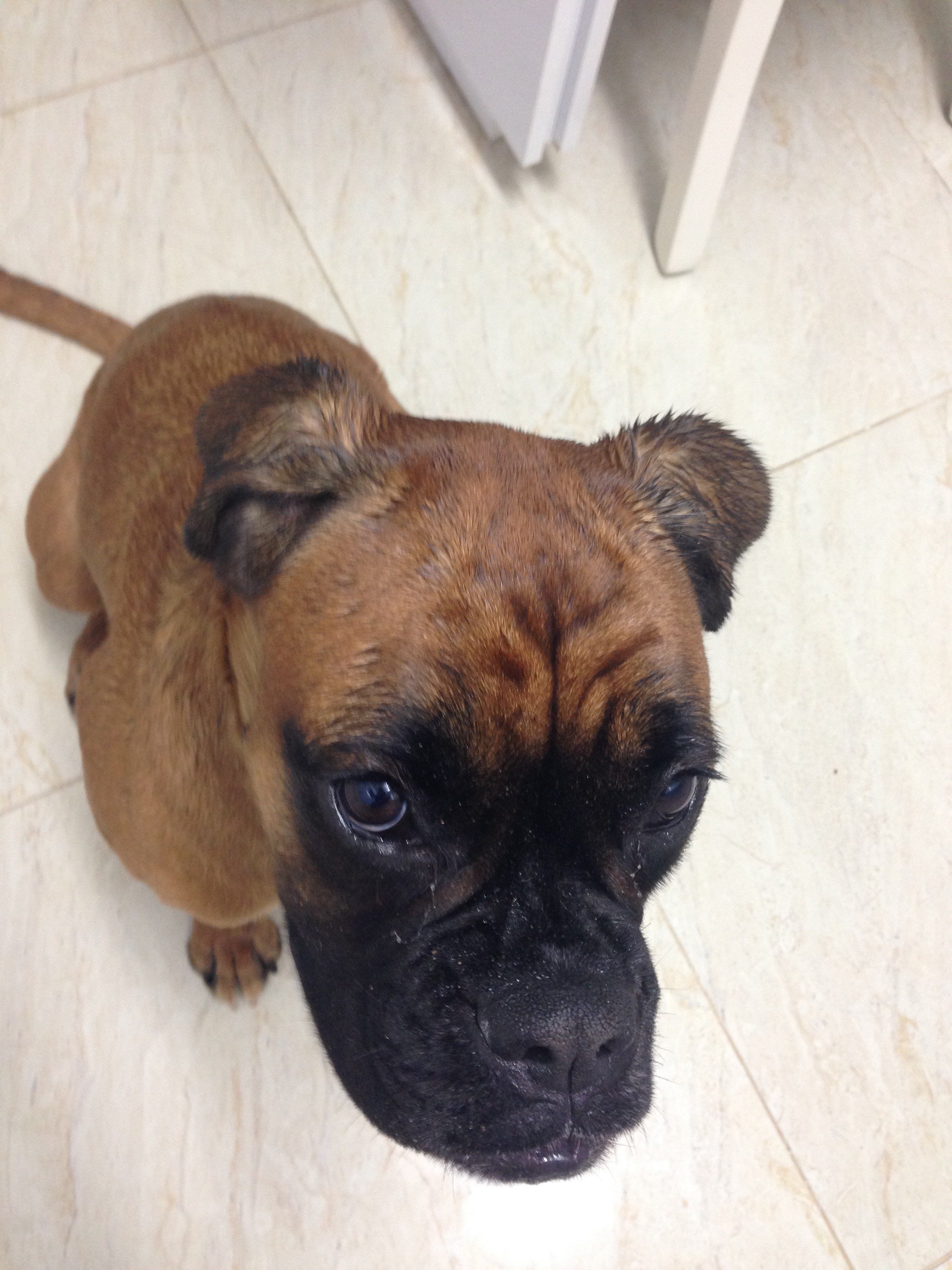 My ״Star״ Boxer Dog