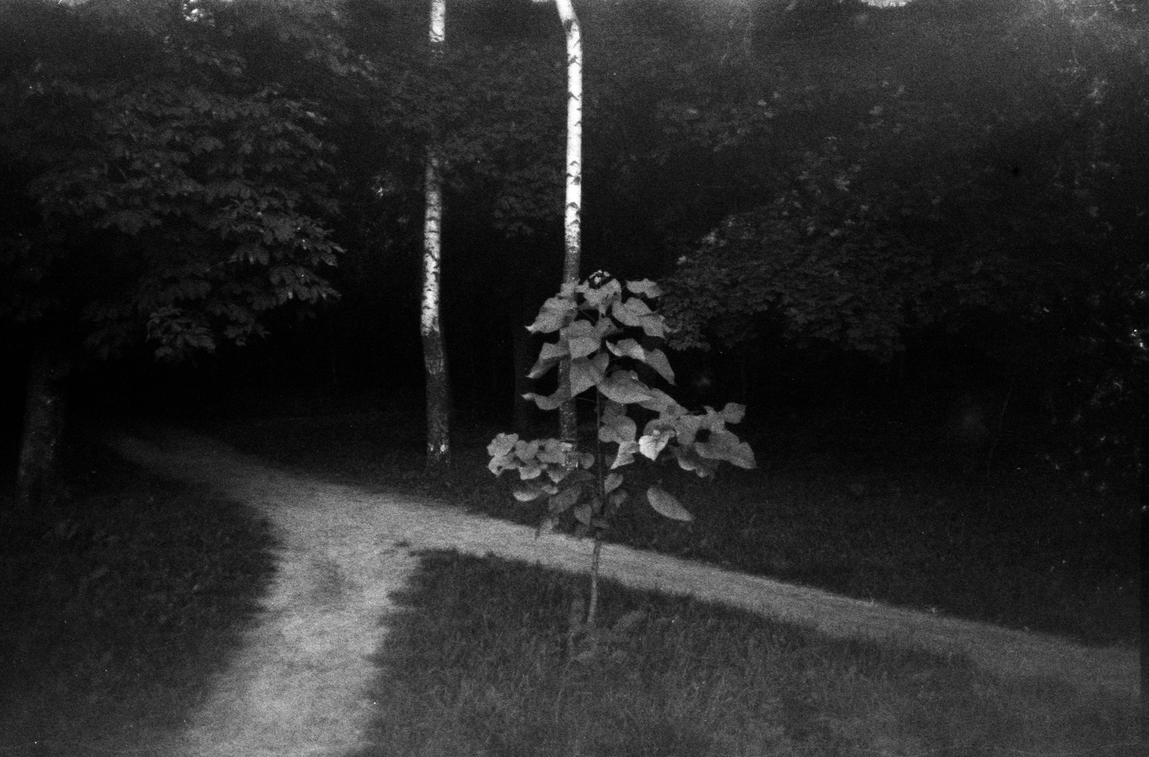 Silent light. Natalia Parfenova visual artist film photographer