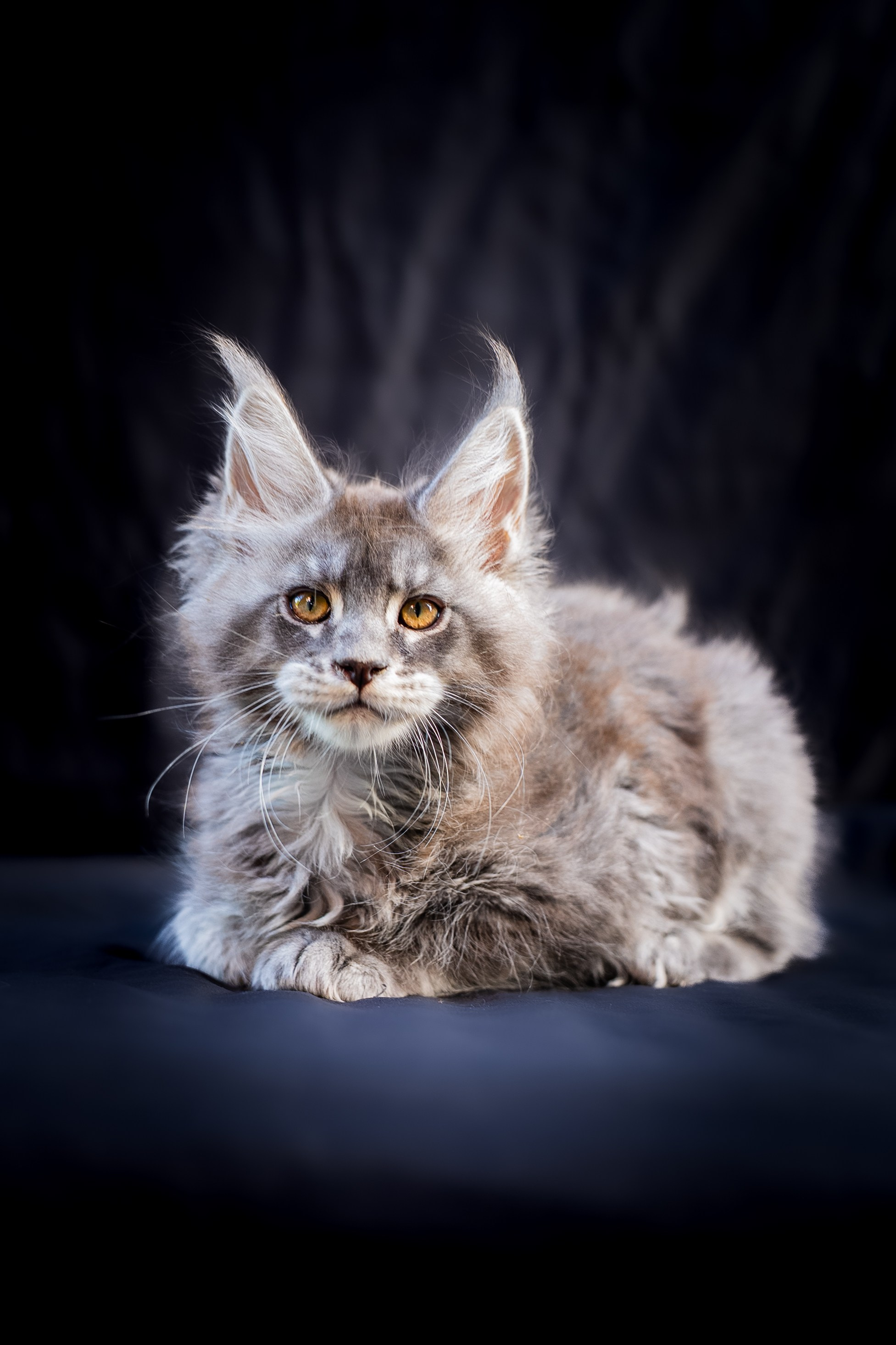 Senator Isley. Senator Cat — Maine Coon cattery