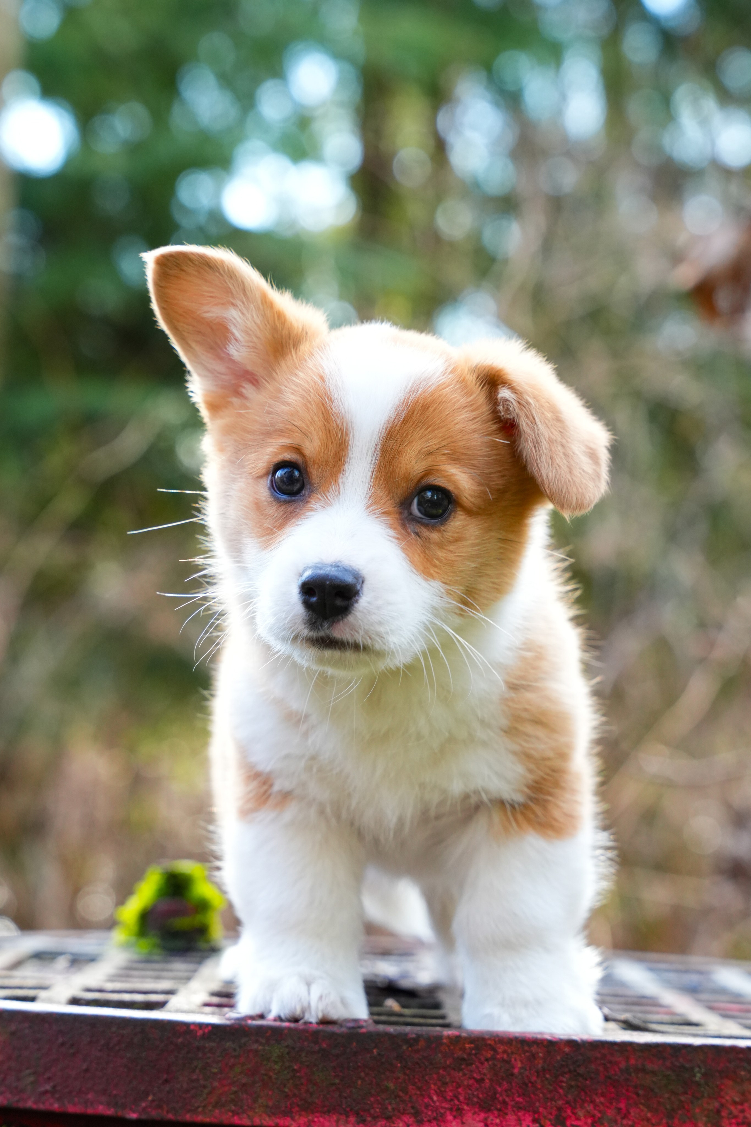 Shuttergry Photography