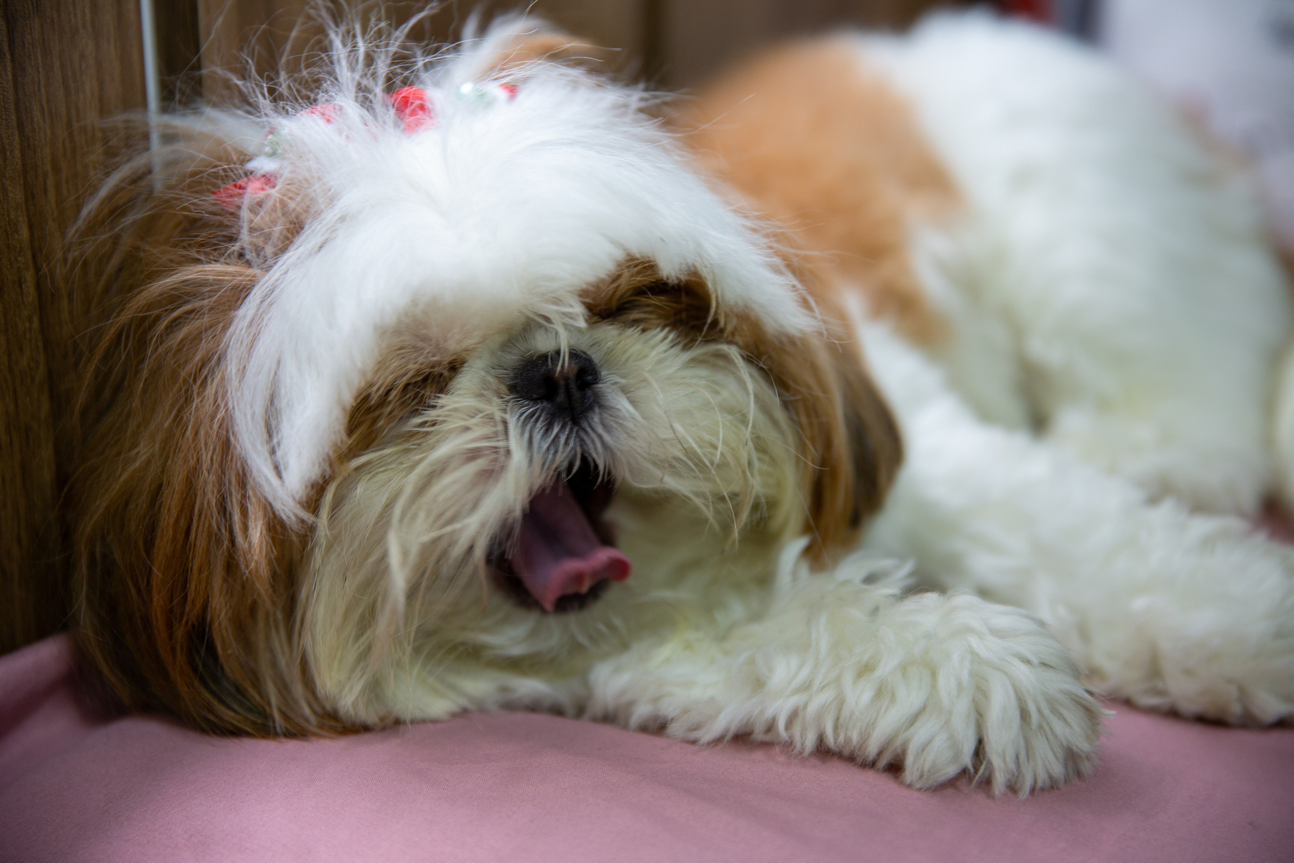 Retratos e Corporativo. Thiago Chinellato
