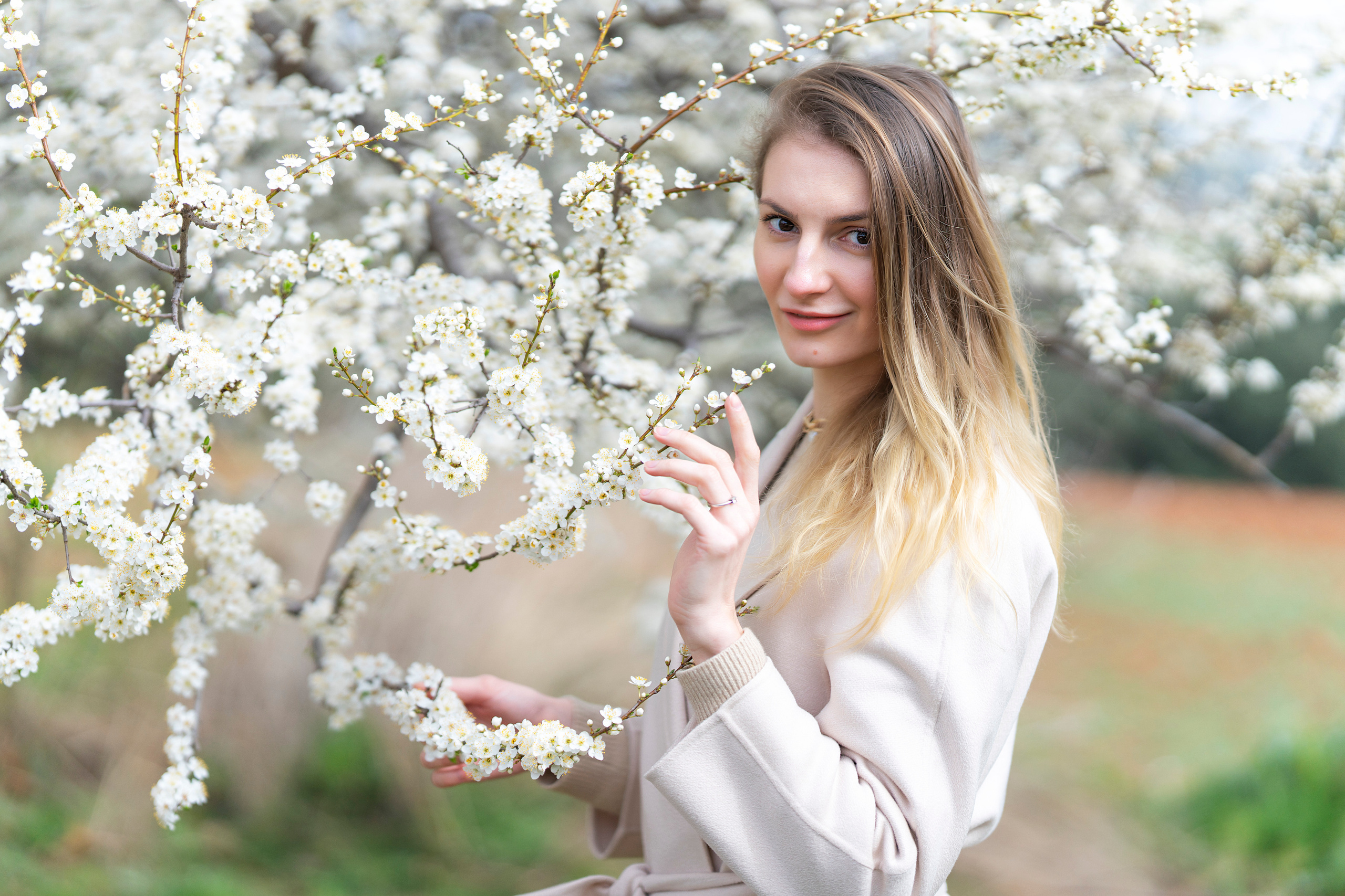 Almond blossom. Inicio