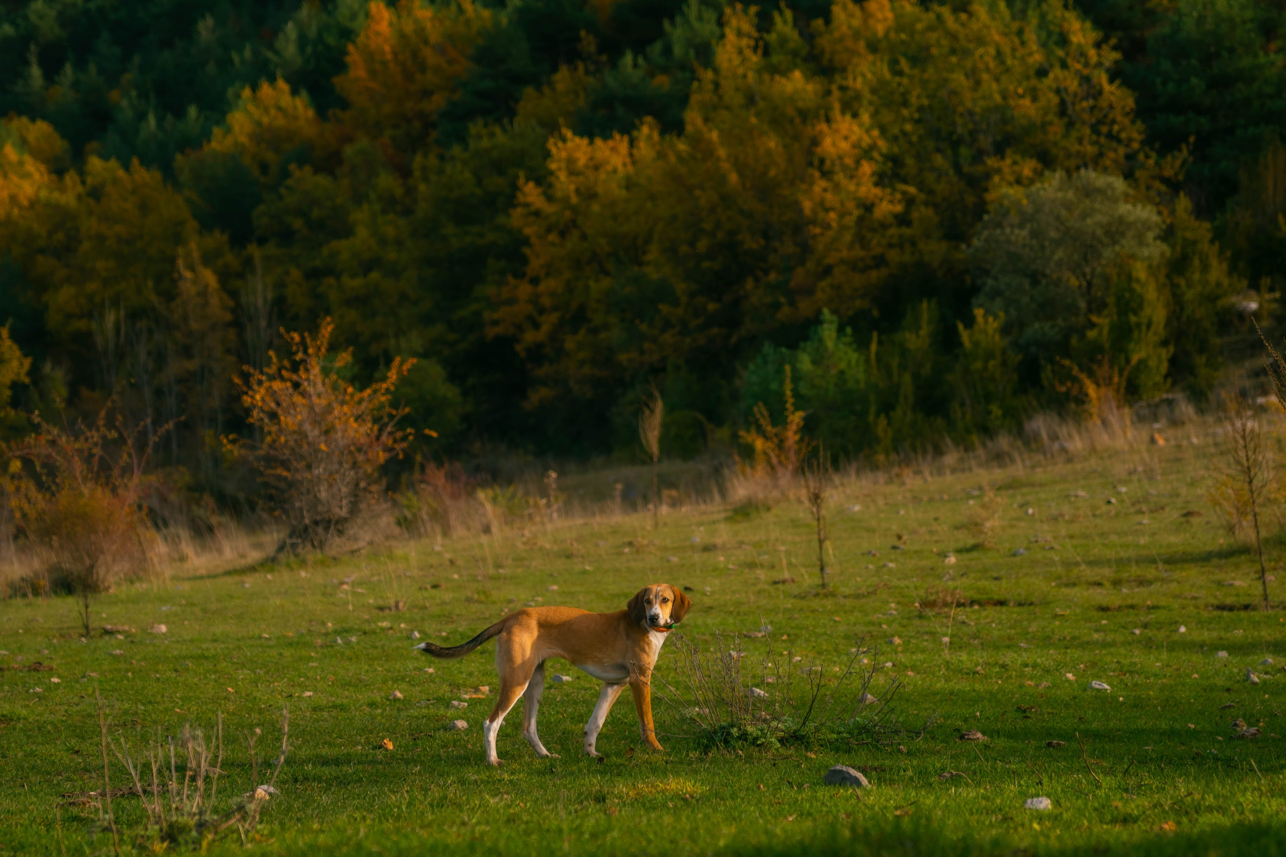 Ruta Otoño. Alba del Norte Studio