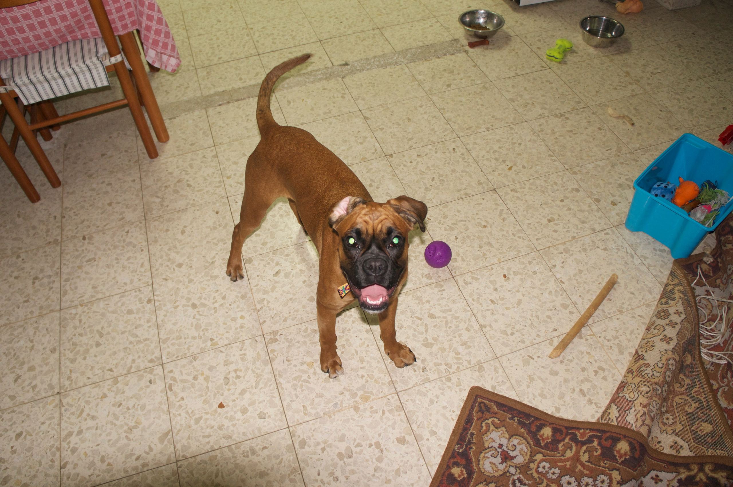My ״Star״ Boxer Dog