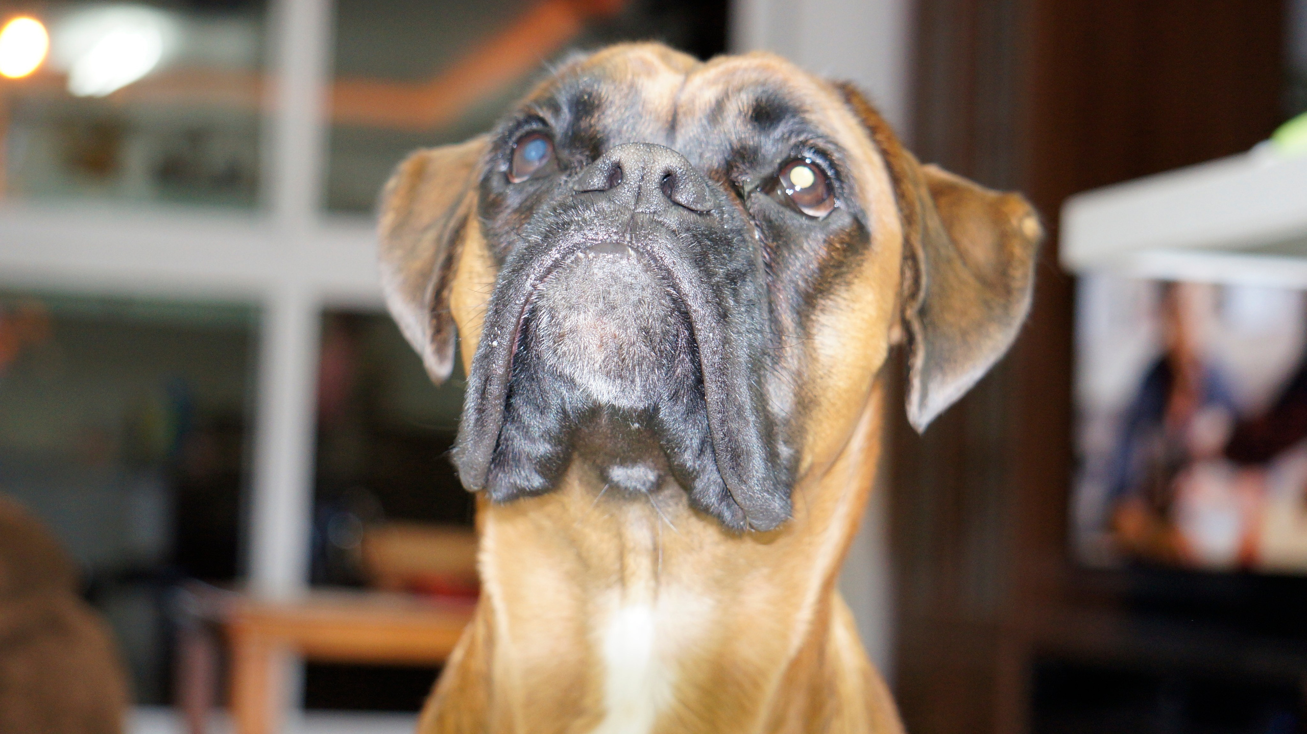 My ״Star״ Boxer Dog