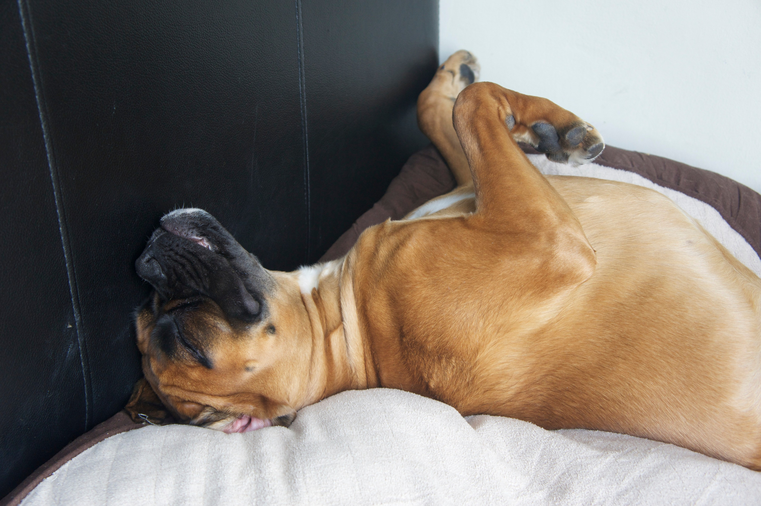 My ״Star״ Boxer Dog