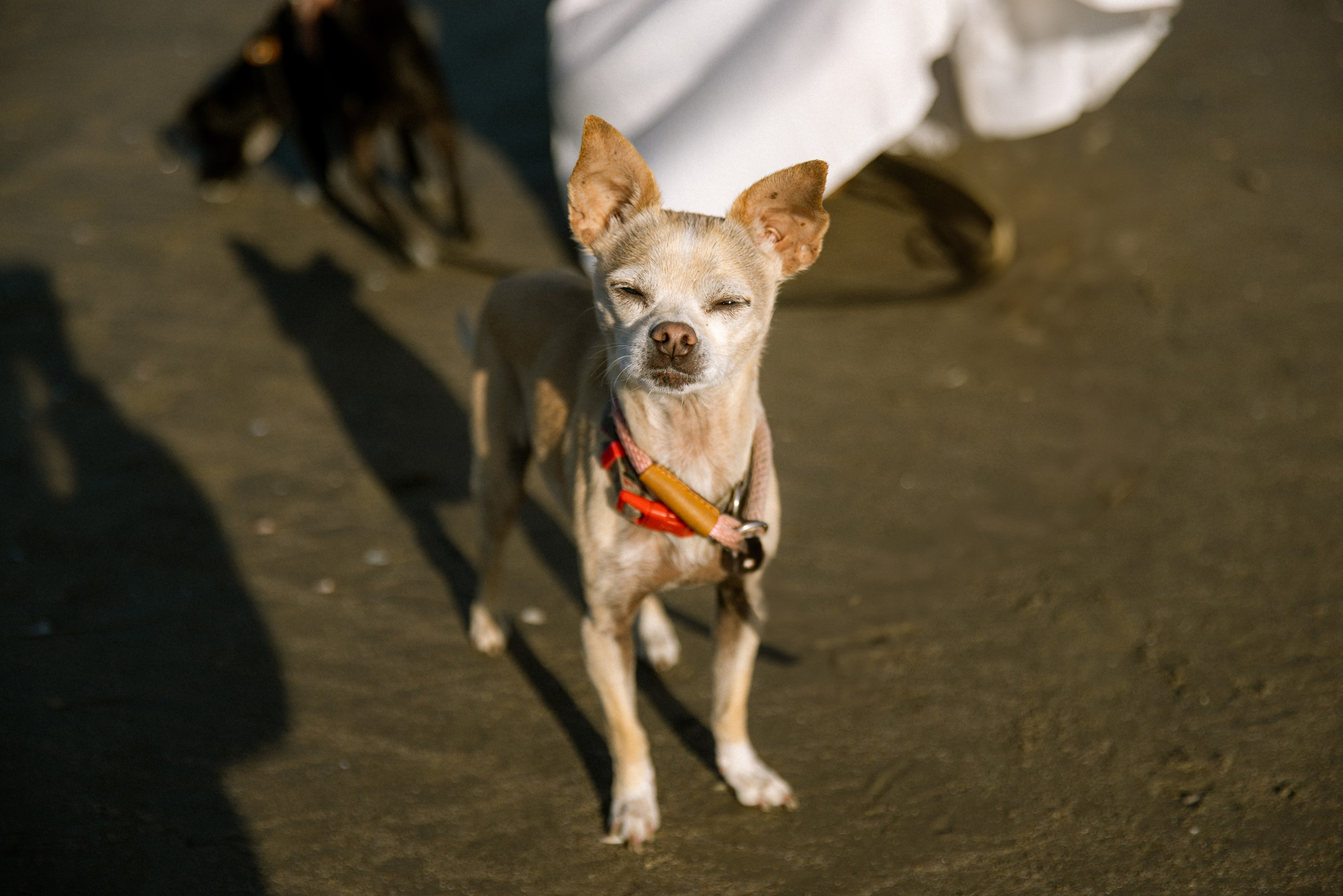 Gillian, Baby & Delilah | Venice Beach. Photographer in Los Angeles. Julia Ishmuratova