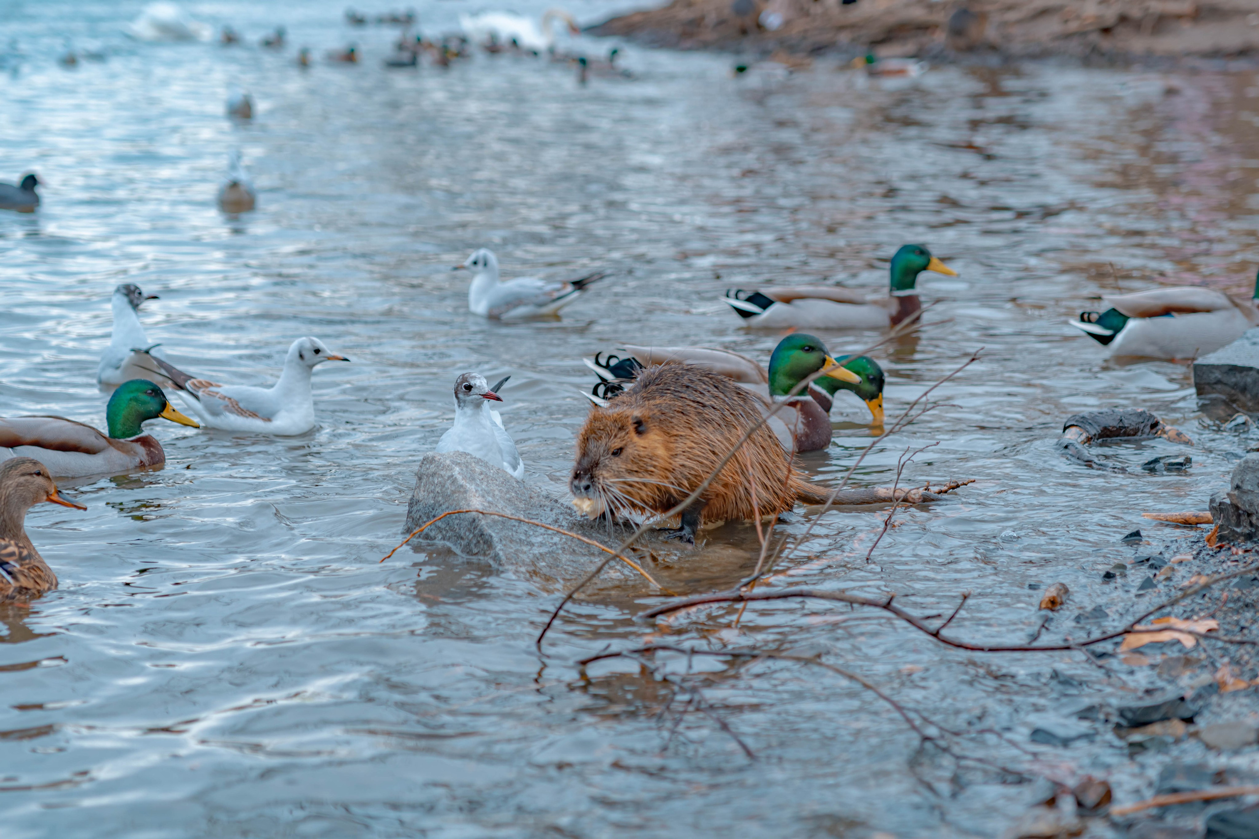 Praga, Febrero 2024. Alba del Norte Studio