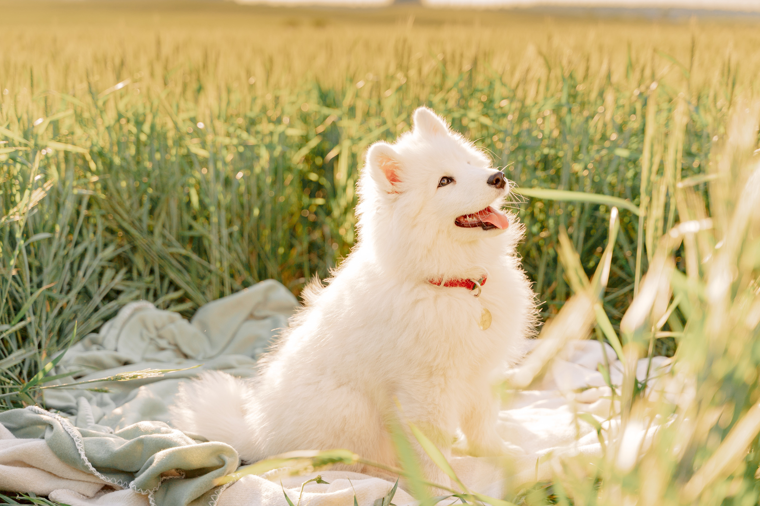 It’s a girl! Samoyed puppy Olivia. Макар Кириков — свадебный и семейный фотограф Даугавпилс, Рига, Вильну