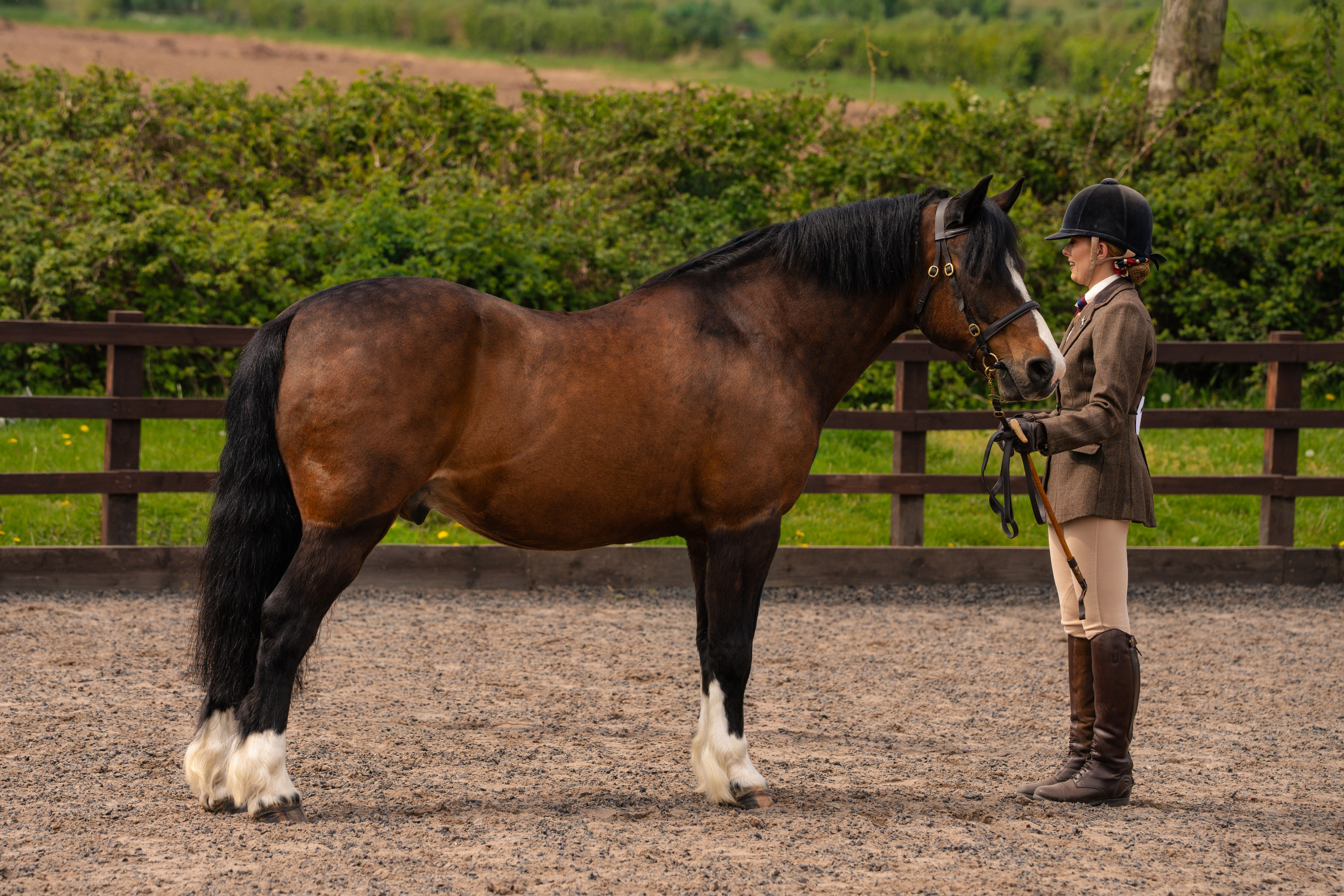 Showing. Leicestershire Equine Photography by El | Authentic Equine Portraits & Events