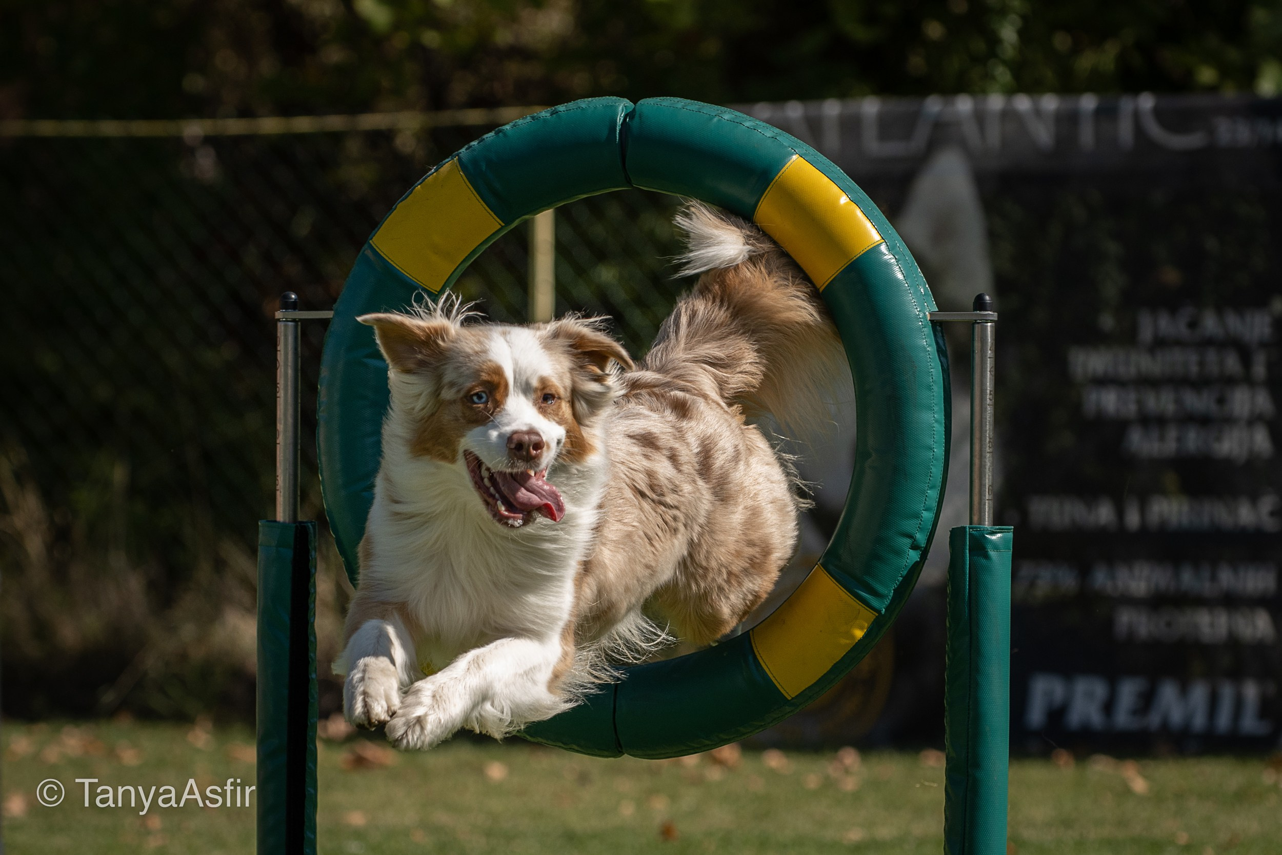 Professional dog photography: agility, frisbee, obedience, IGP. Tanya Asfir — Pet & Animal Photographer | Belgrade, Serbia