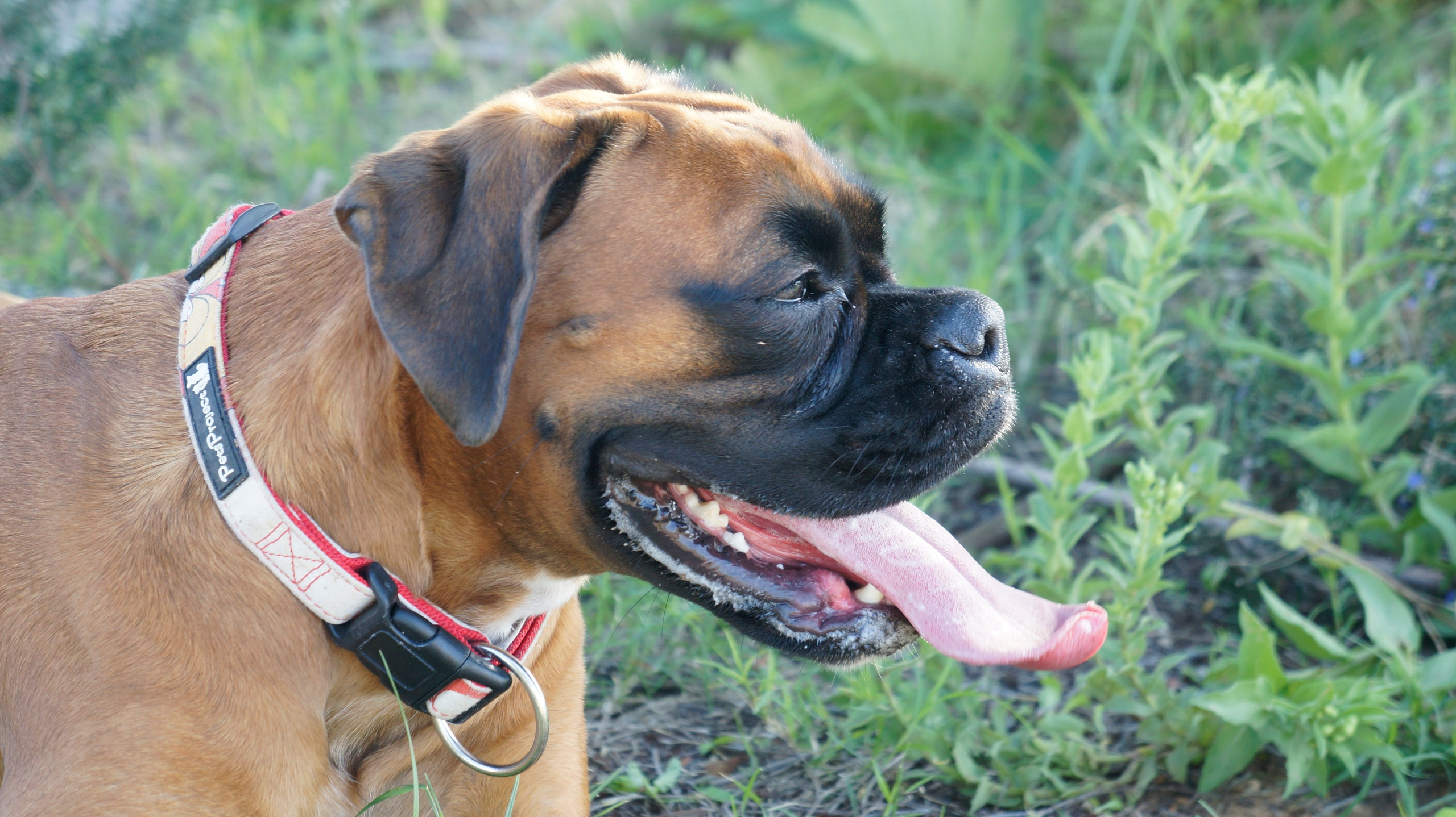 My ״Star״ Boxer Dog