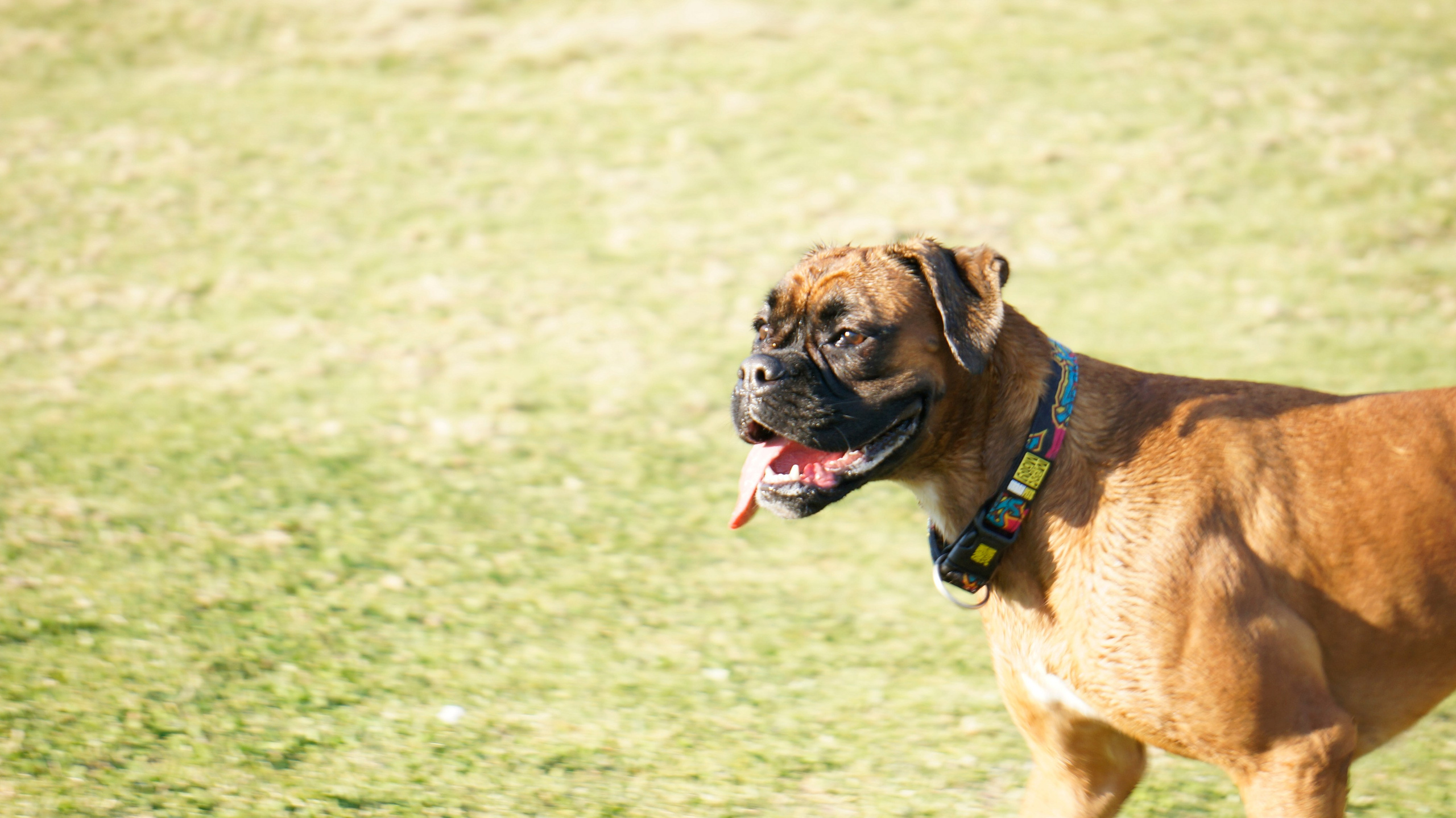 My ״Star״ Boxer Dog