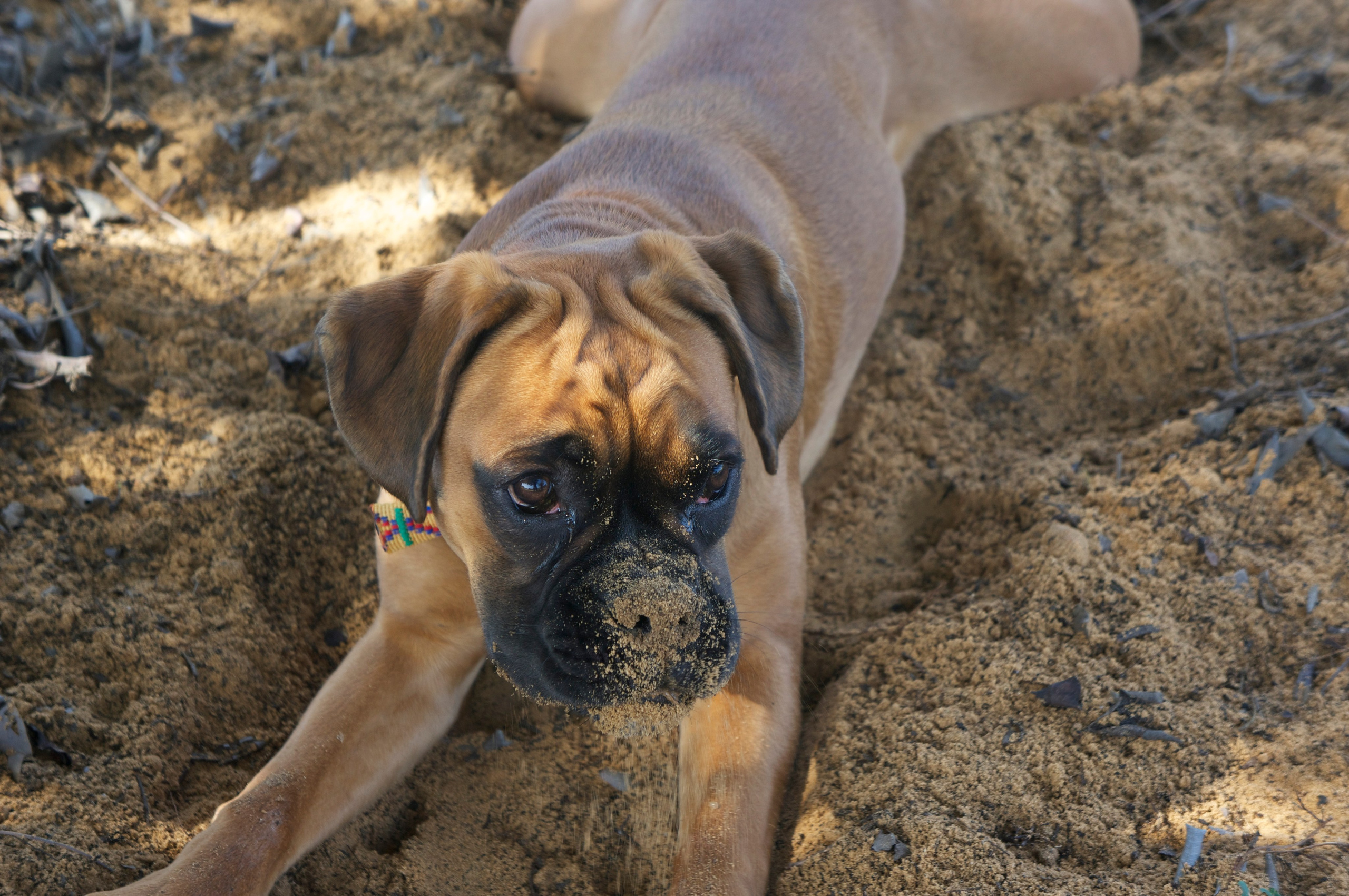 My ״Star״ Boxer Dog