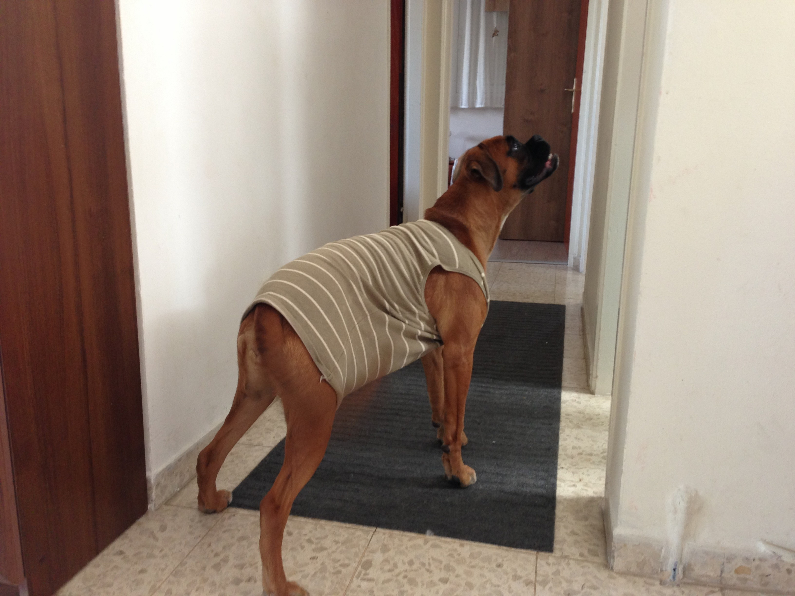 My ״Star״ Boxer Dog