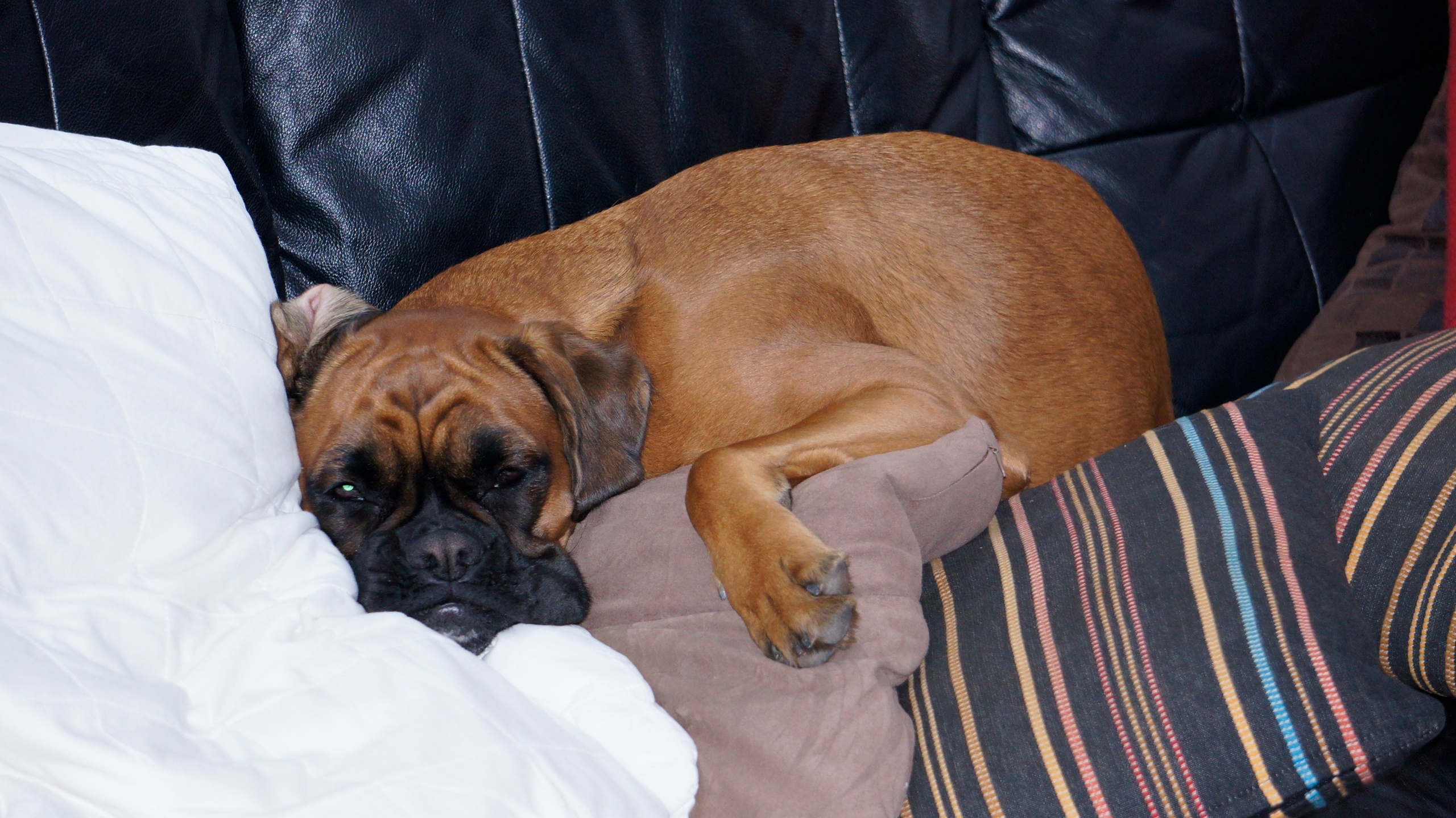 My ״Star״ Boxer Dog