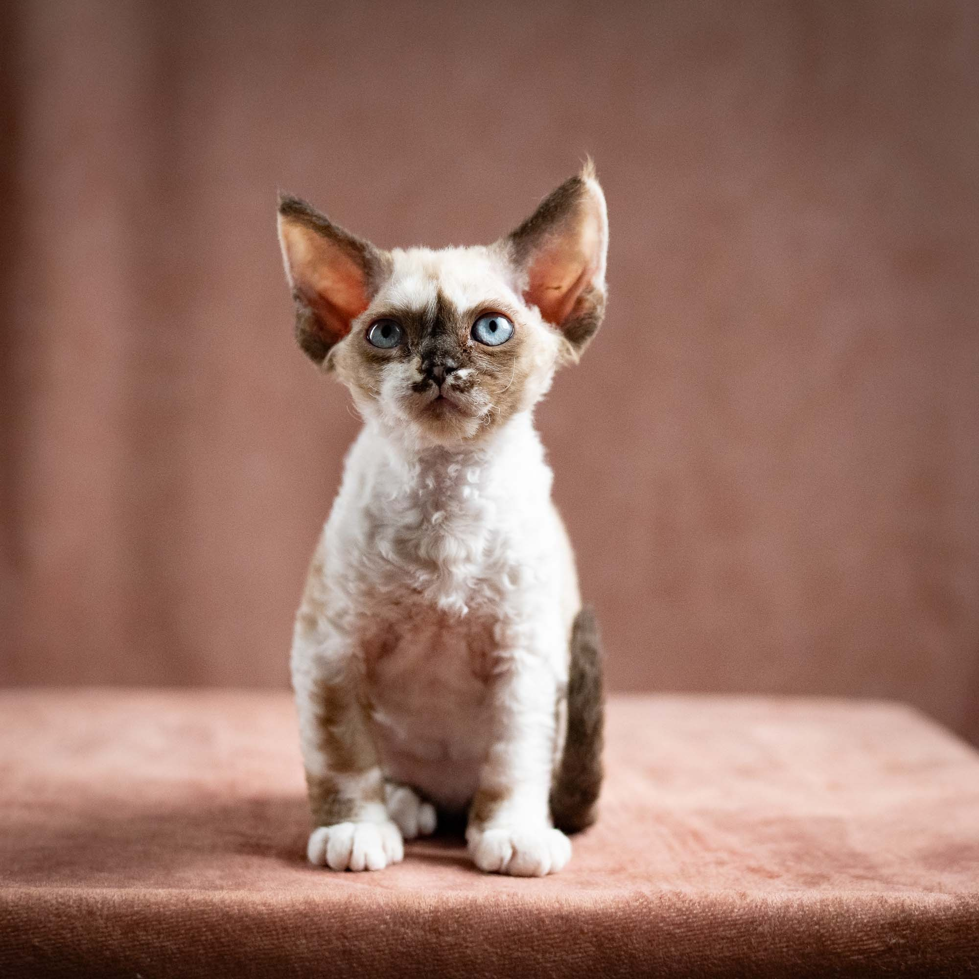 Thalia, girl, born 01.17.26. Devon Rex Pixie Cattery