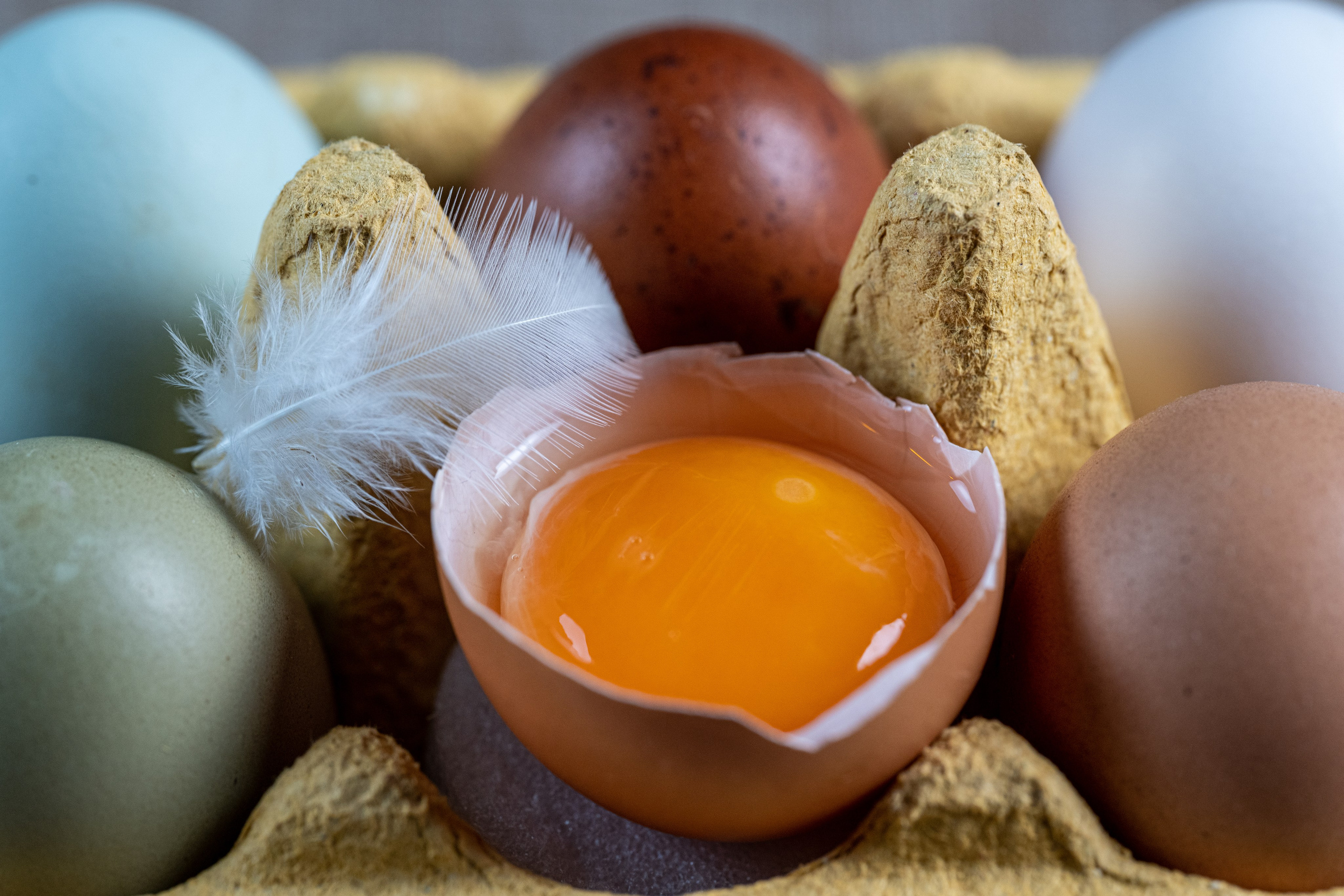 L’uovo. “Gianmaria Coscia fotografo per passione”