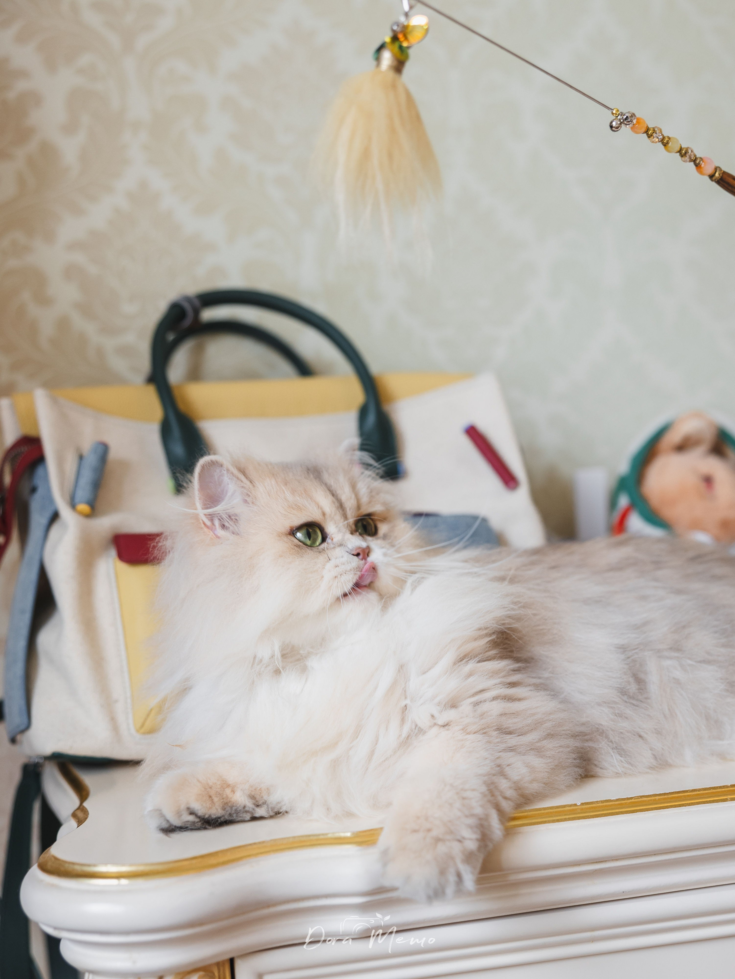 Shanghai Pet Family Photography | A Cat’s First Birthday at Home