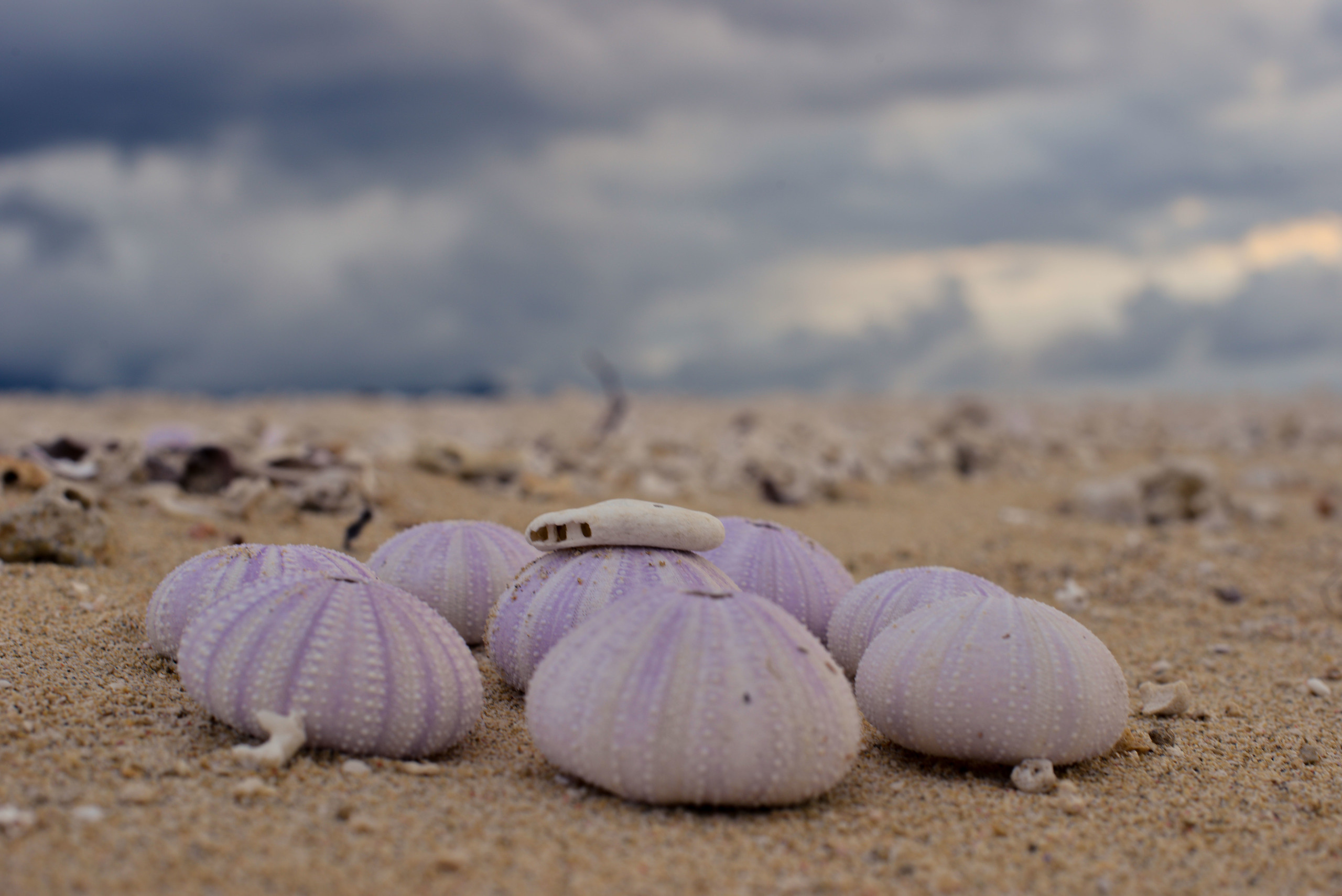Vitamin "Sea". Наргиз Сулейманова - Фотограф в Азербайджане